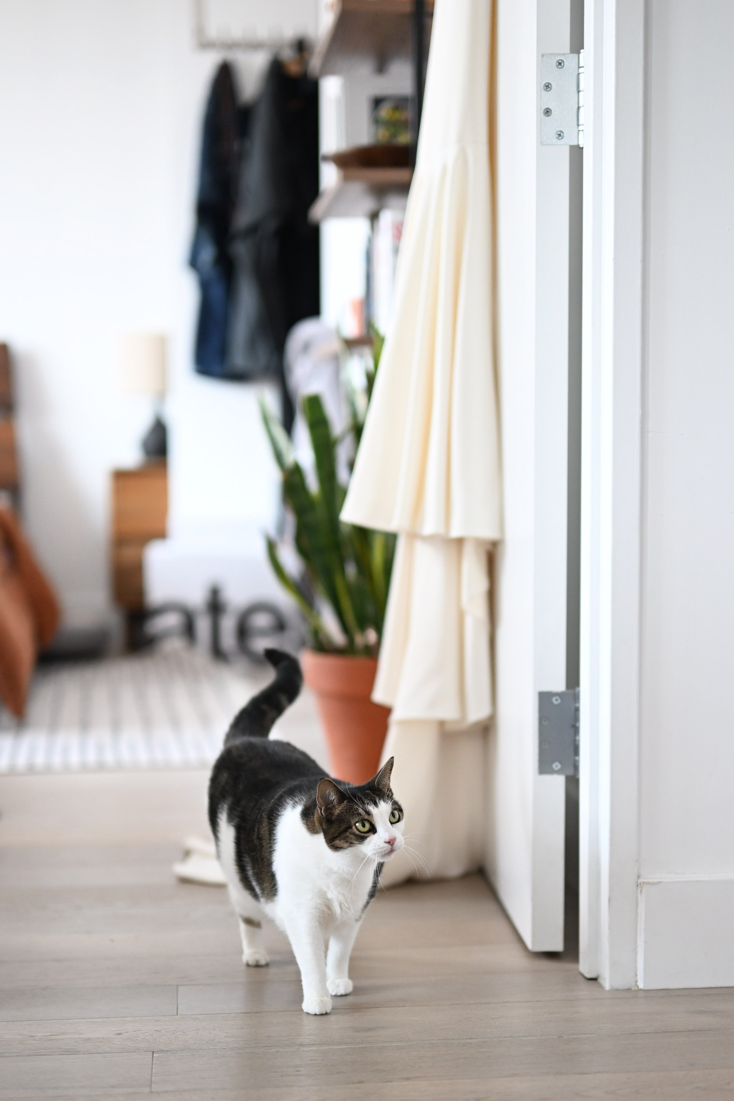 a cat walking on the floor in a room