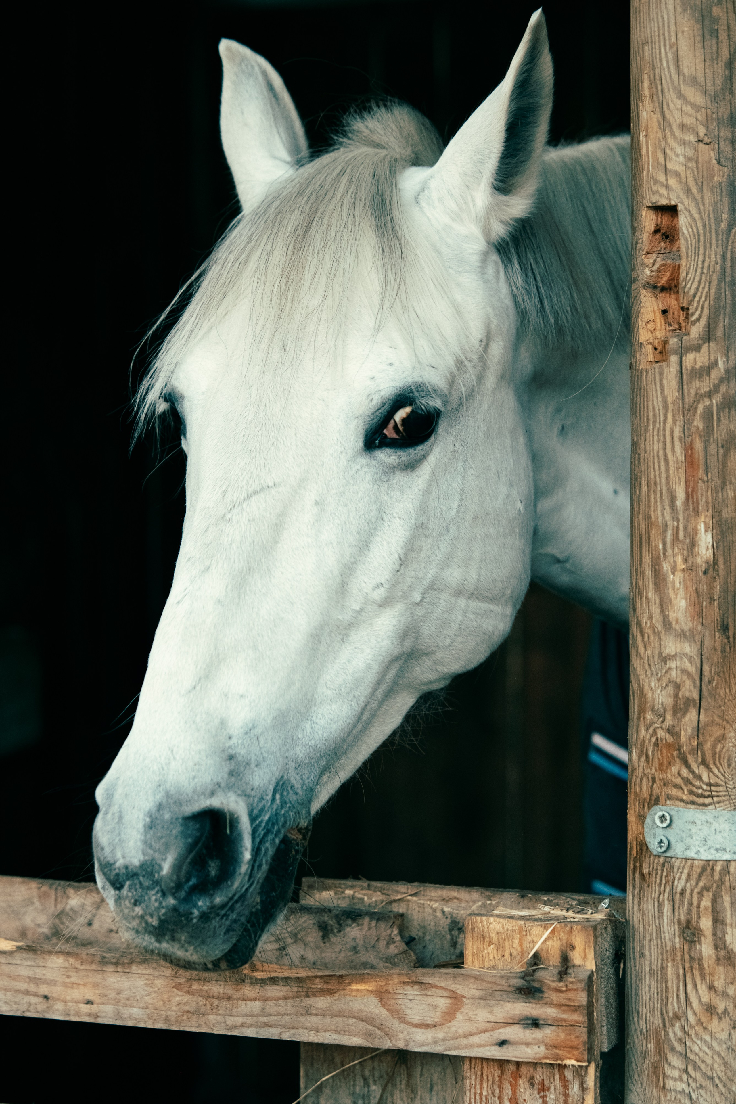 HORSES. Anastasiia Antoniuk portrait, family and couple photographer, Portugal