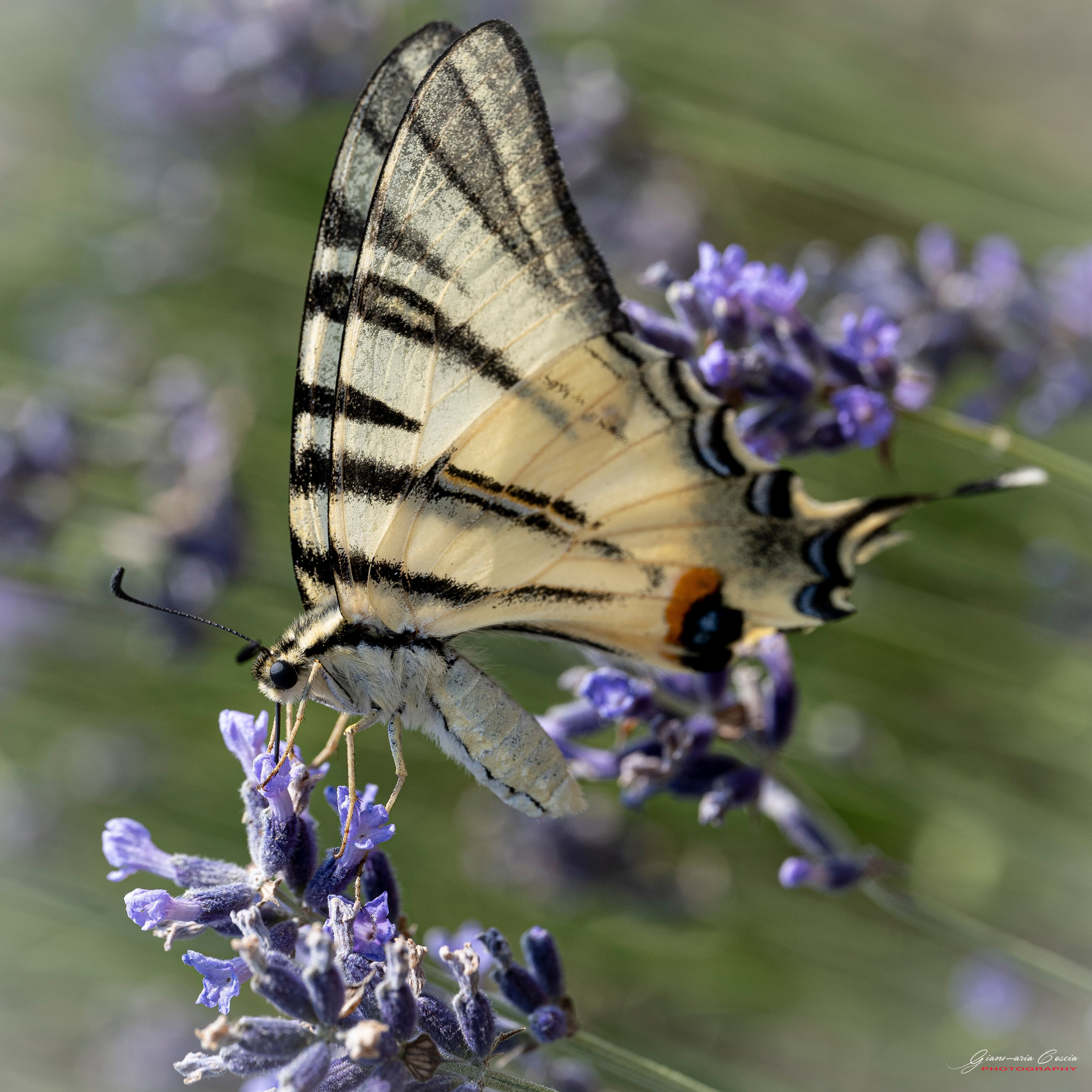Farfalle. “Gianmaria Coscia fotografo per passione”