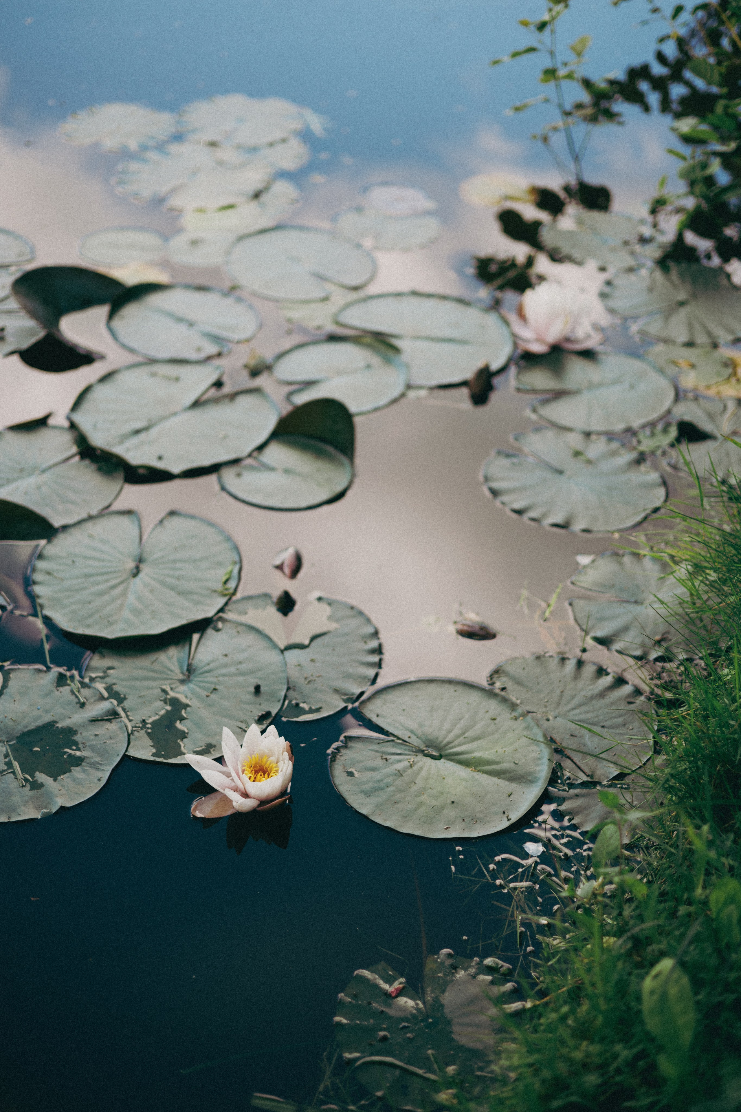 Vasara sode. Портретный фотограф Александра Самозванова