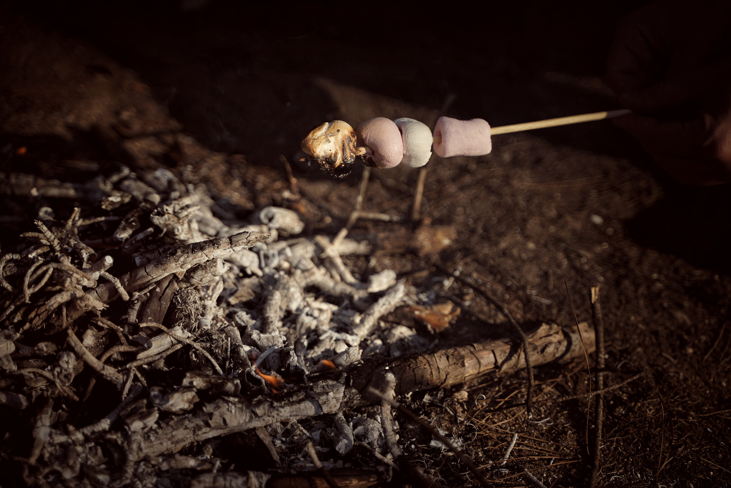 Новый год в лесу. Фотограф. Визуал. Хайфа. Талья Цветкова