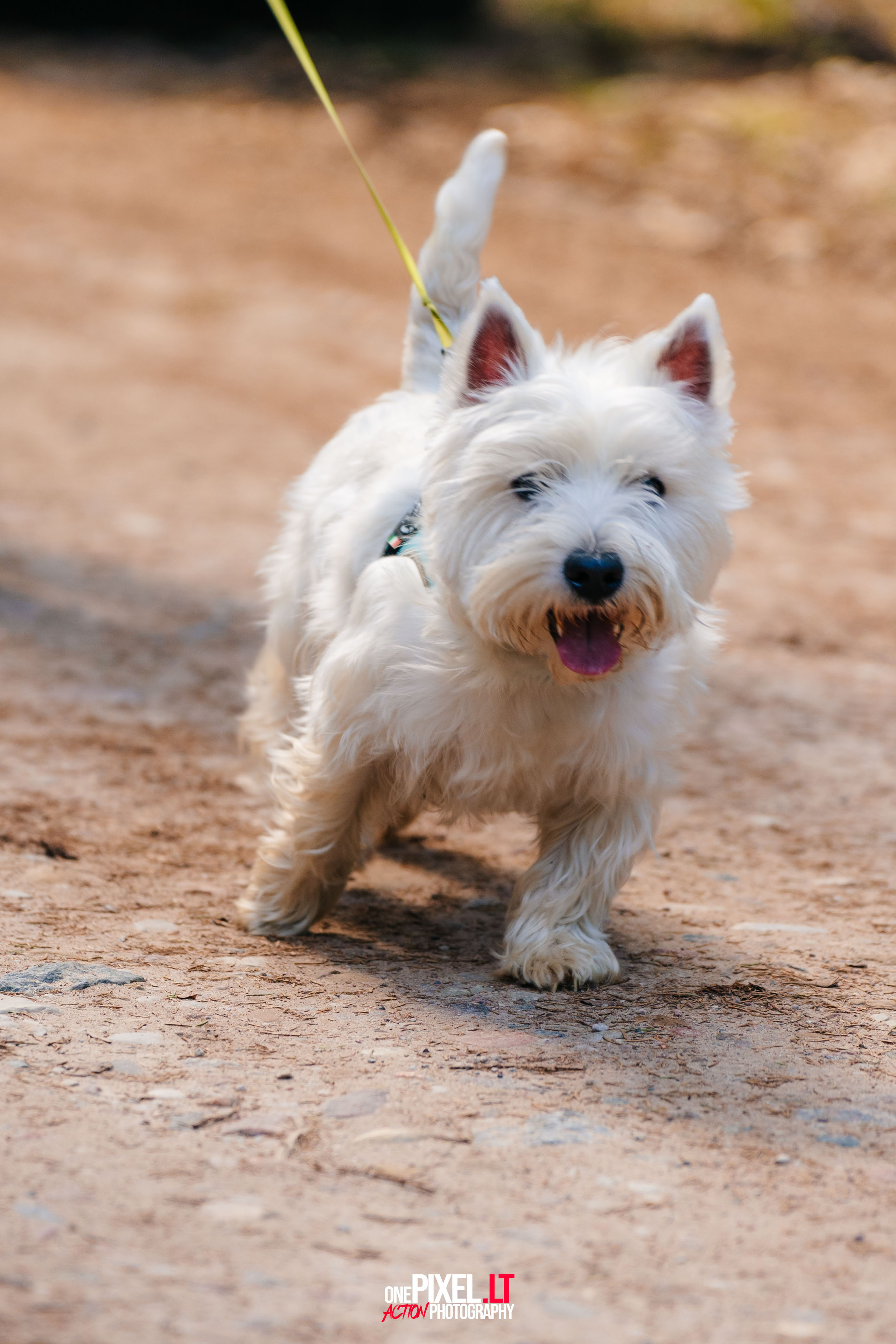 Žygis PTuras — Velnio keliais 2023. OnePIXEL