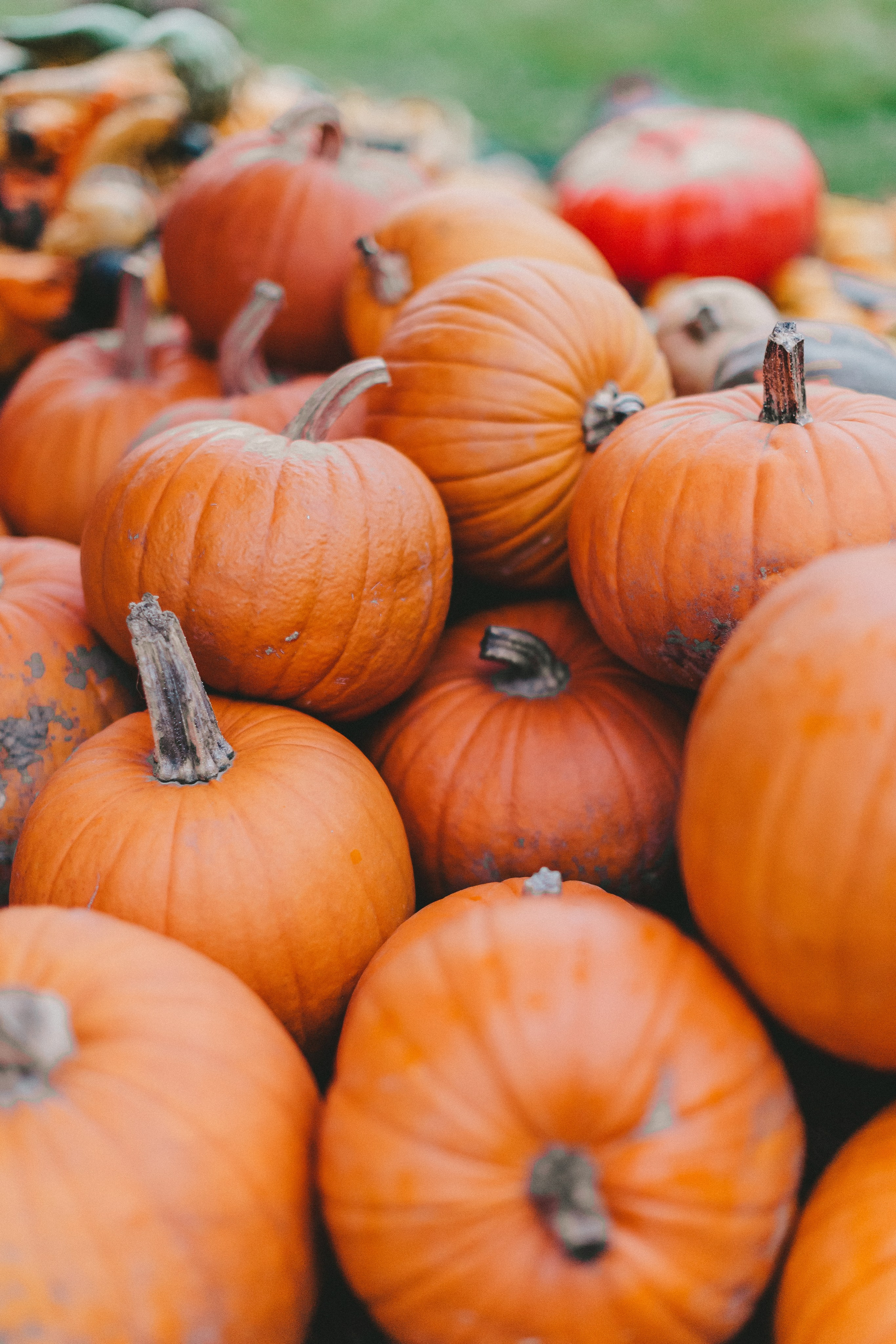 Фестиваль тыкв в Людвигсбурге. Фотограф в Германии — Мария Чистякова