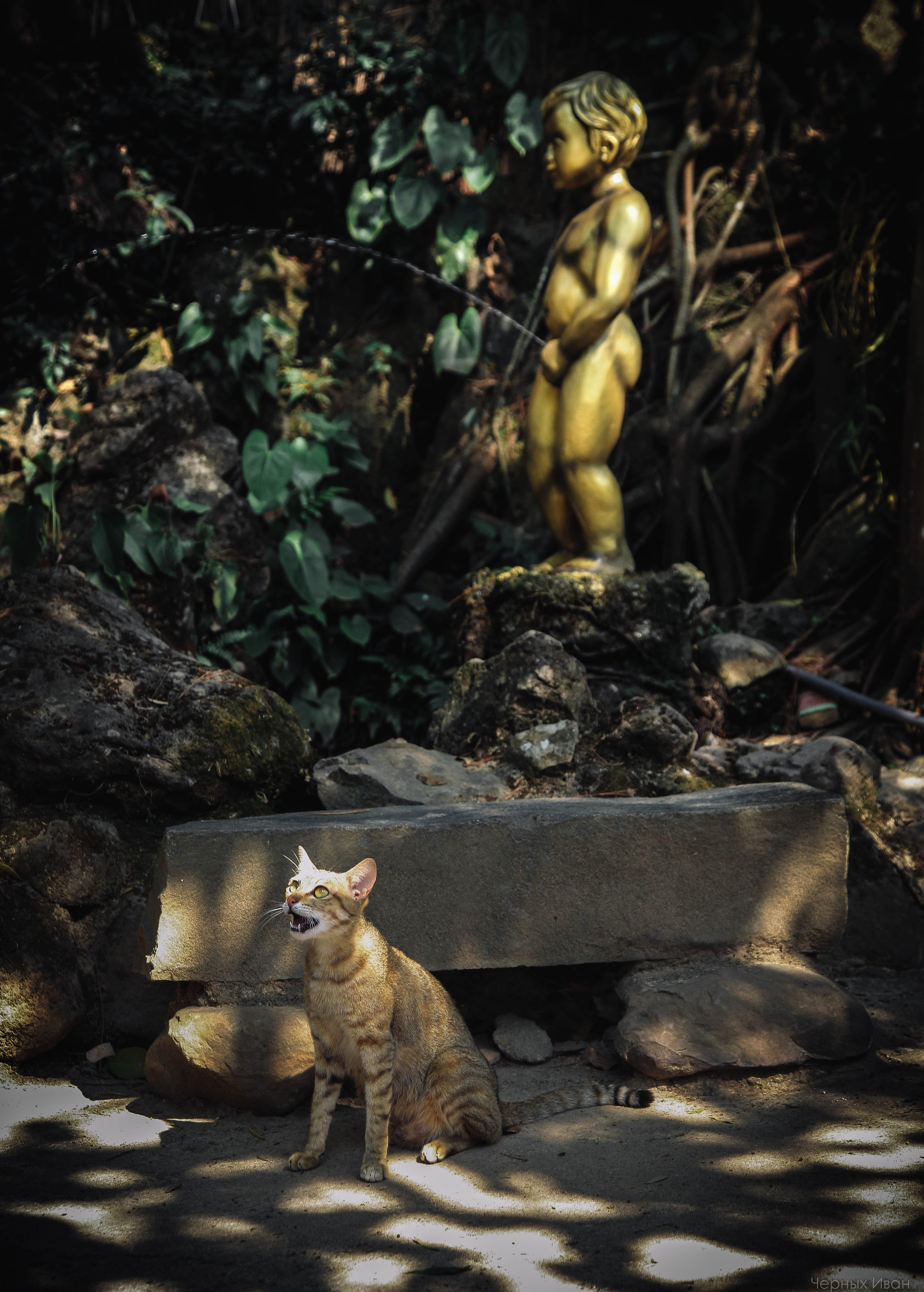 Кот шпедингера. Стрит-фотография, полная абсурда, идиотизма и красоты