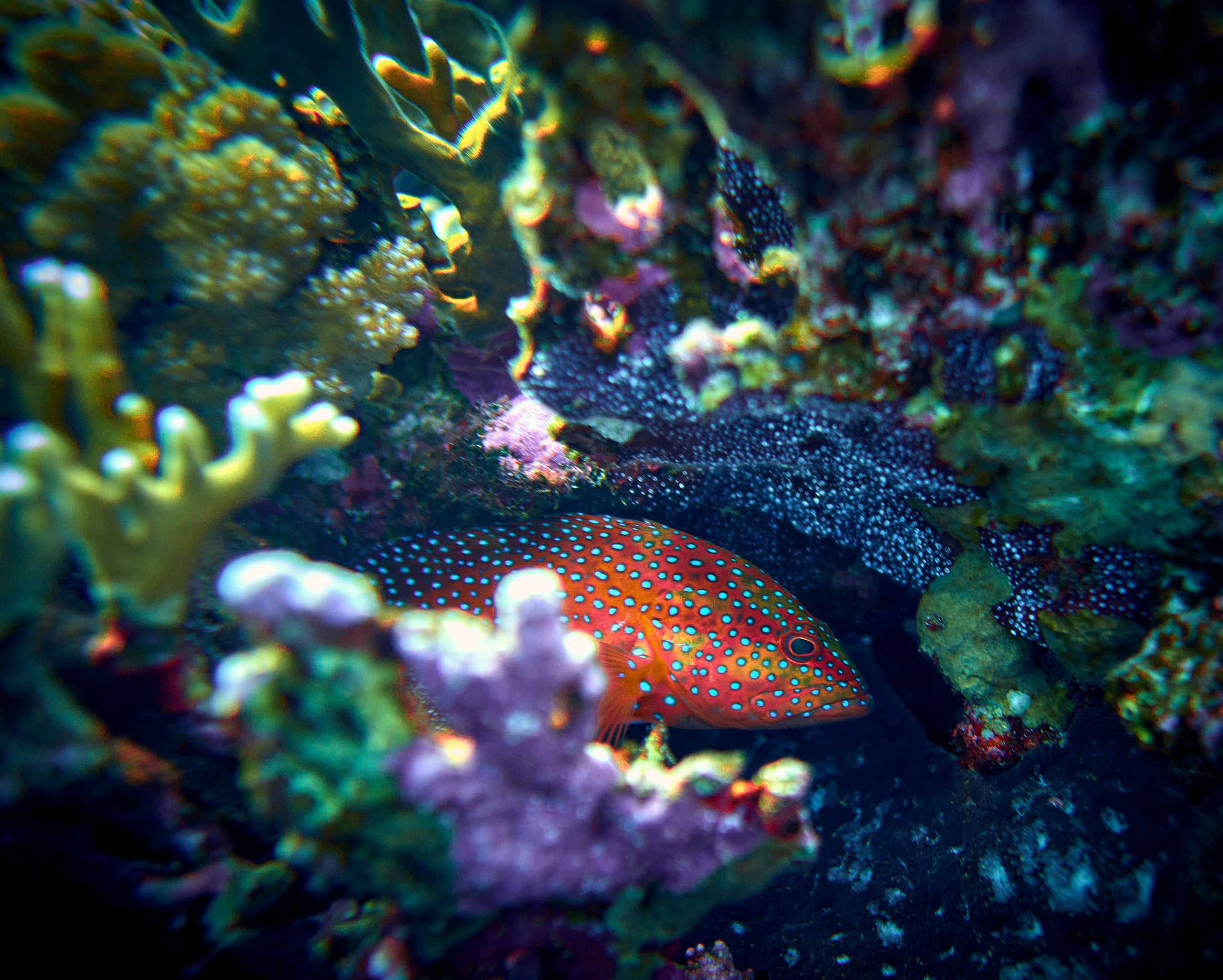 2023-11 - Diving Safari Deep South Egypt. Andriej Szypilow — Photography & Videography