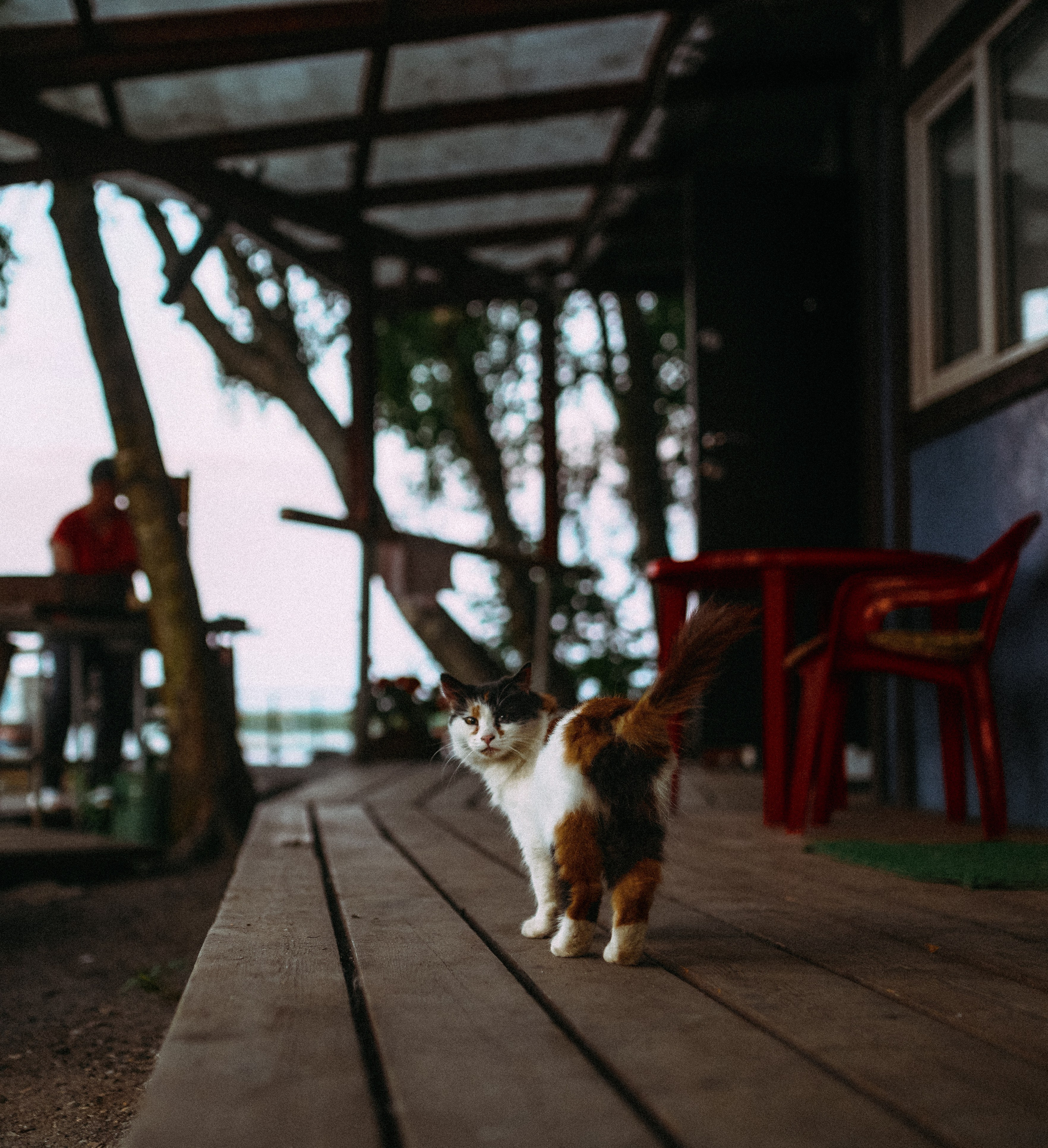 Кот шпедингера. Стрит-фотография, полная абсурда, идиотизма и красоты
