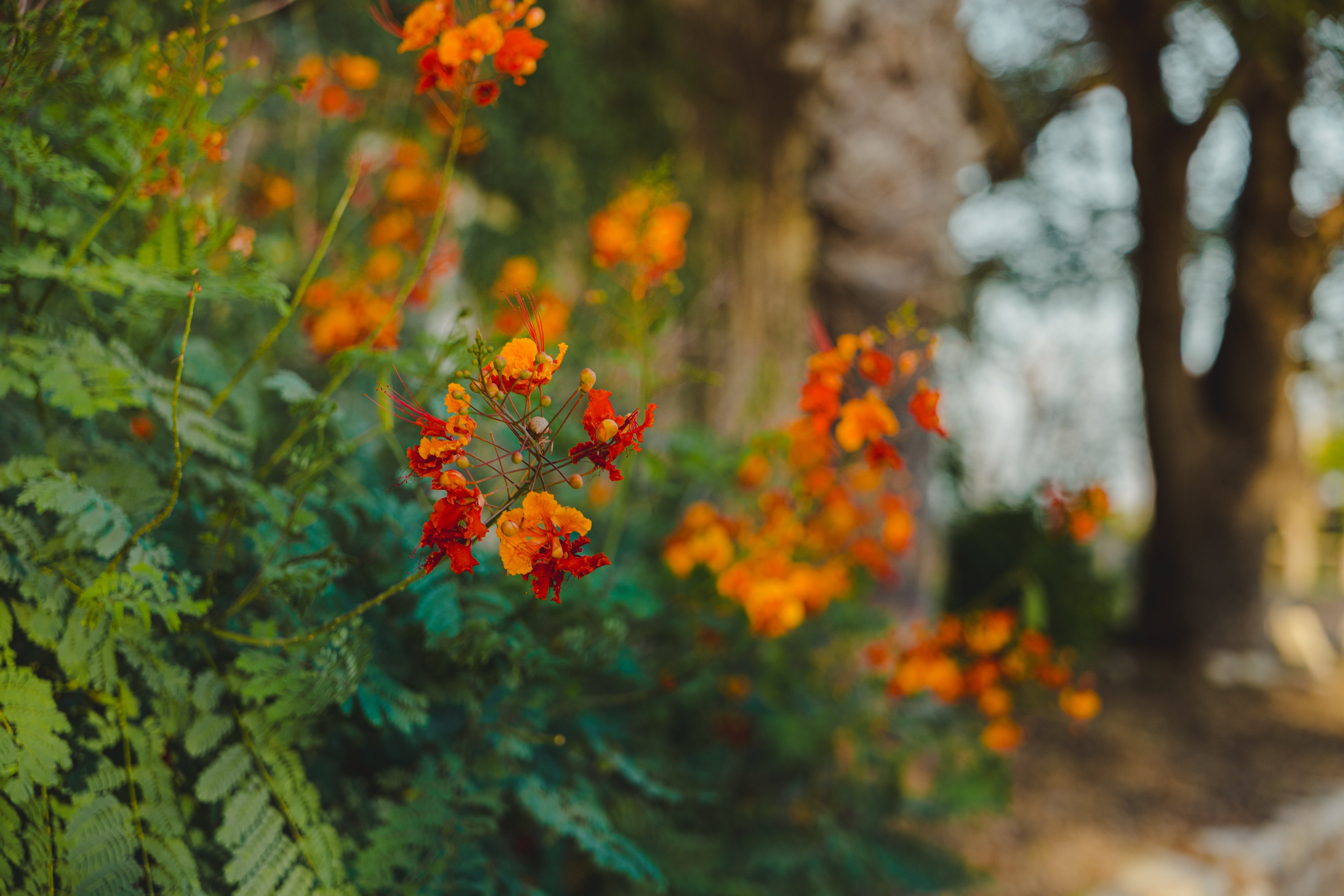 Caminando por Comstock. Pentaprisma | Jaz Espinoza The Wedding Photographer