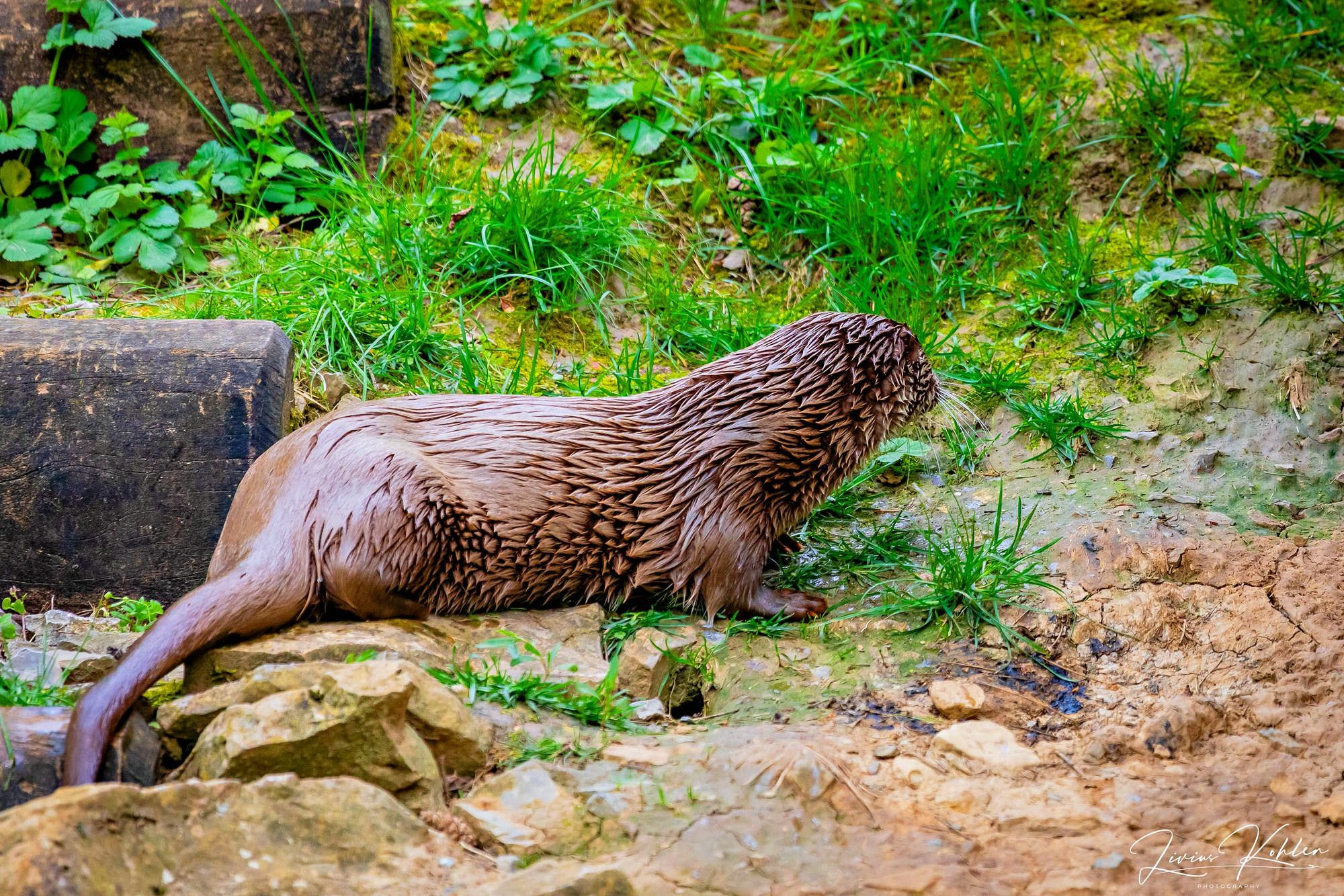 Wildpark Bad Mergentheim. FOTO KREATIV