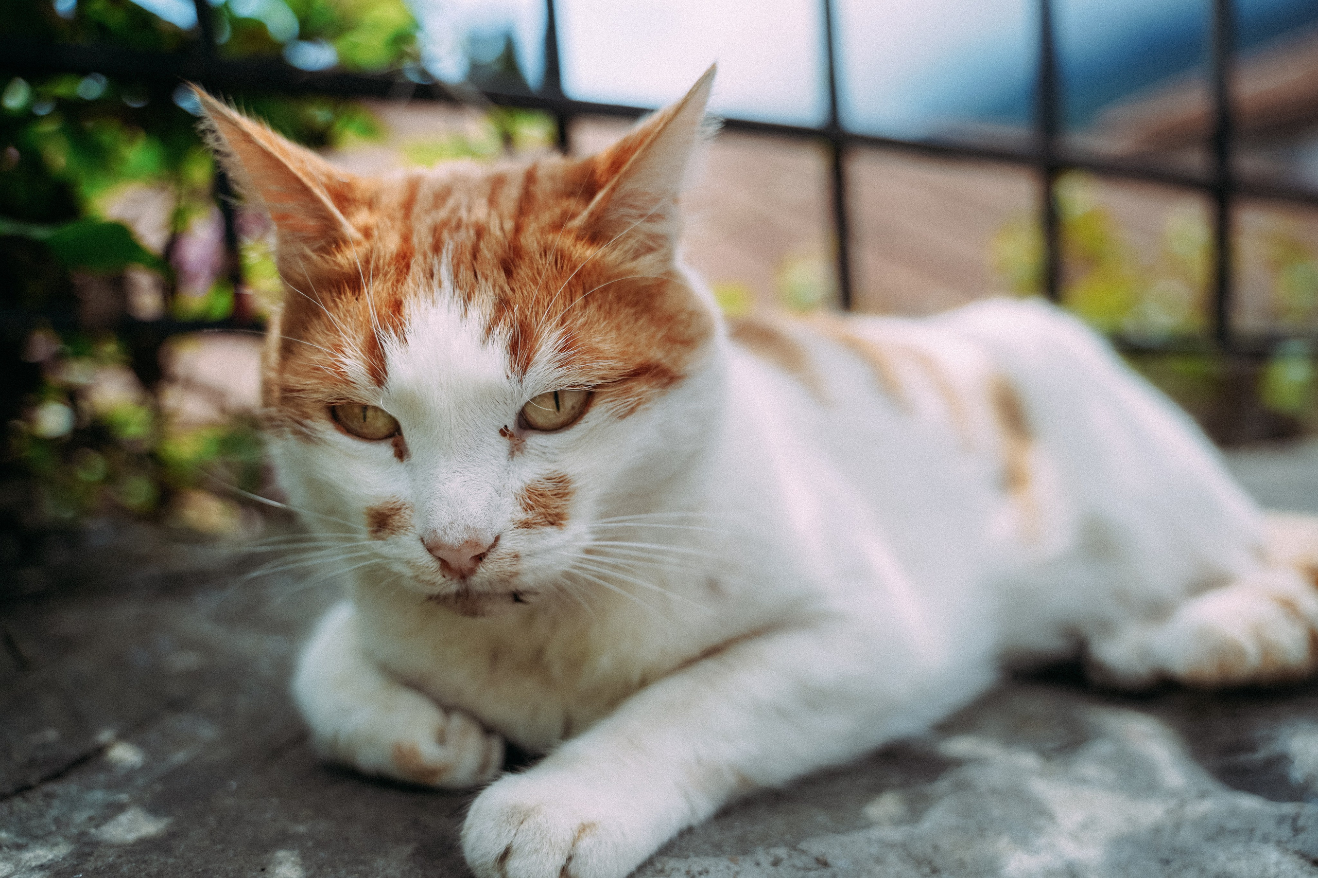 Кот шпедингера. Стрит-фотография, полная абсурда, идиотизма и красоты