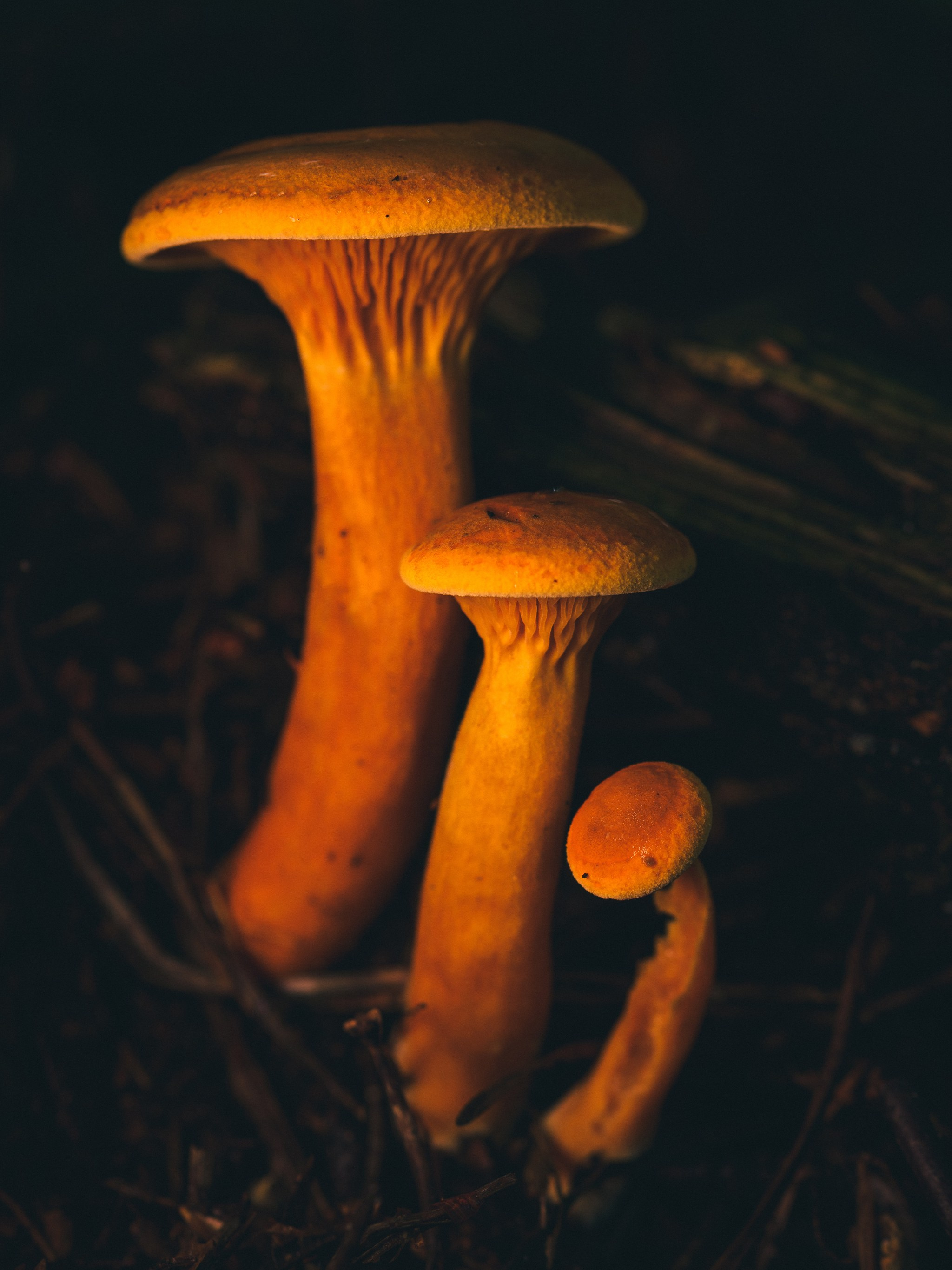 Intimate Landscapes. Nature Photographer and Videographer from Germany