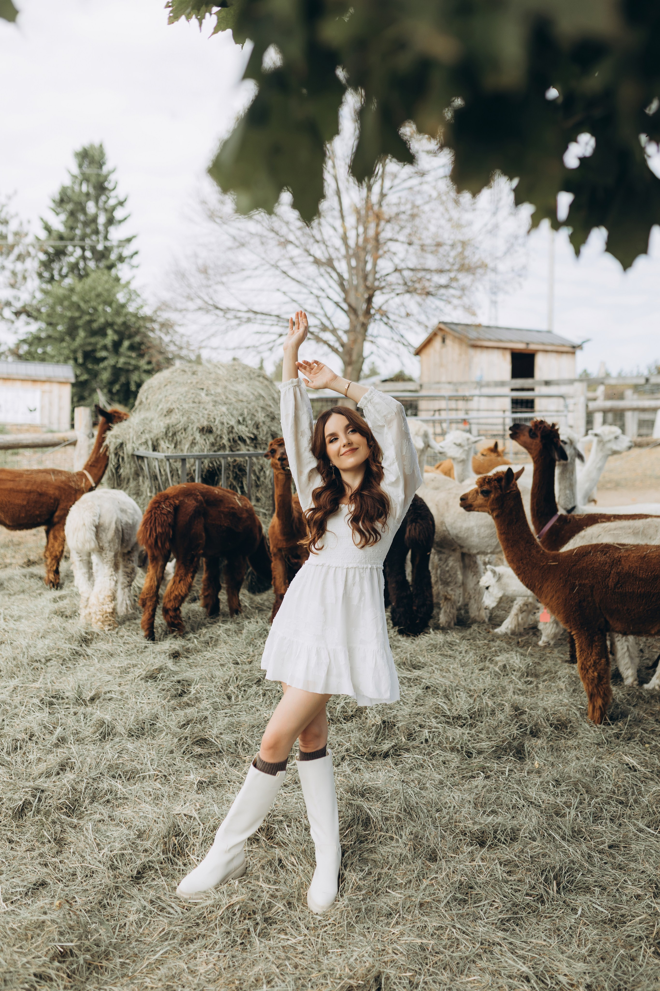 Alpacas Farm. Chernenko.photography