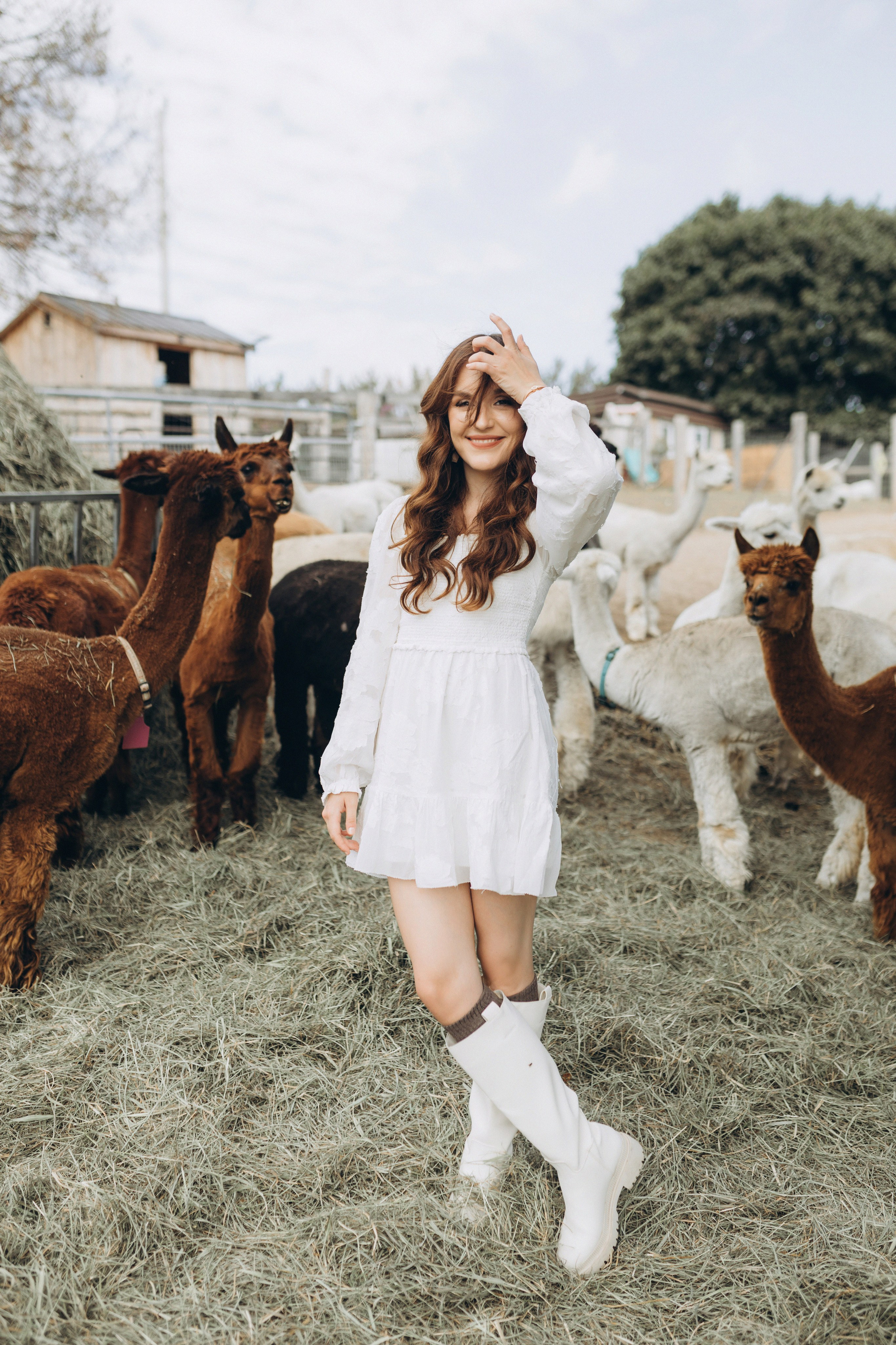 Alpacas Farm. Chernenko.photography