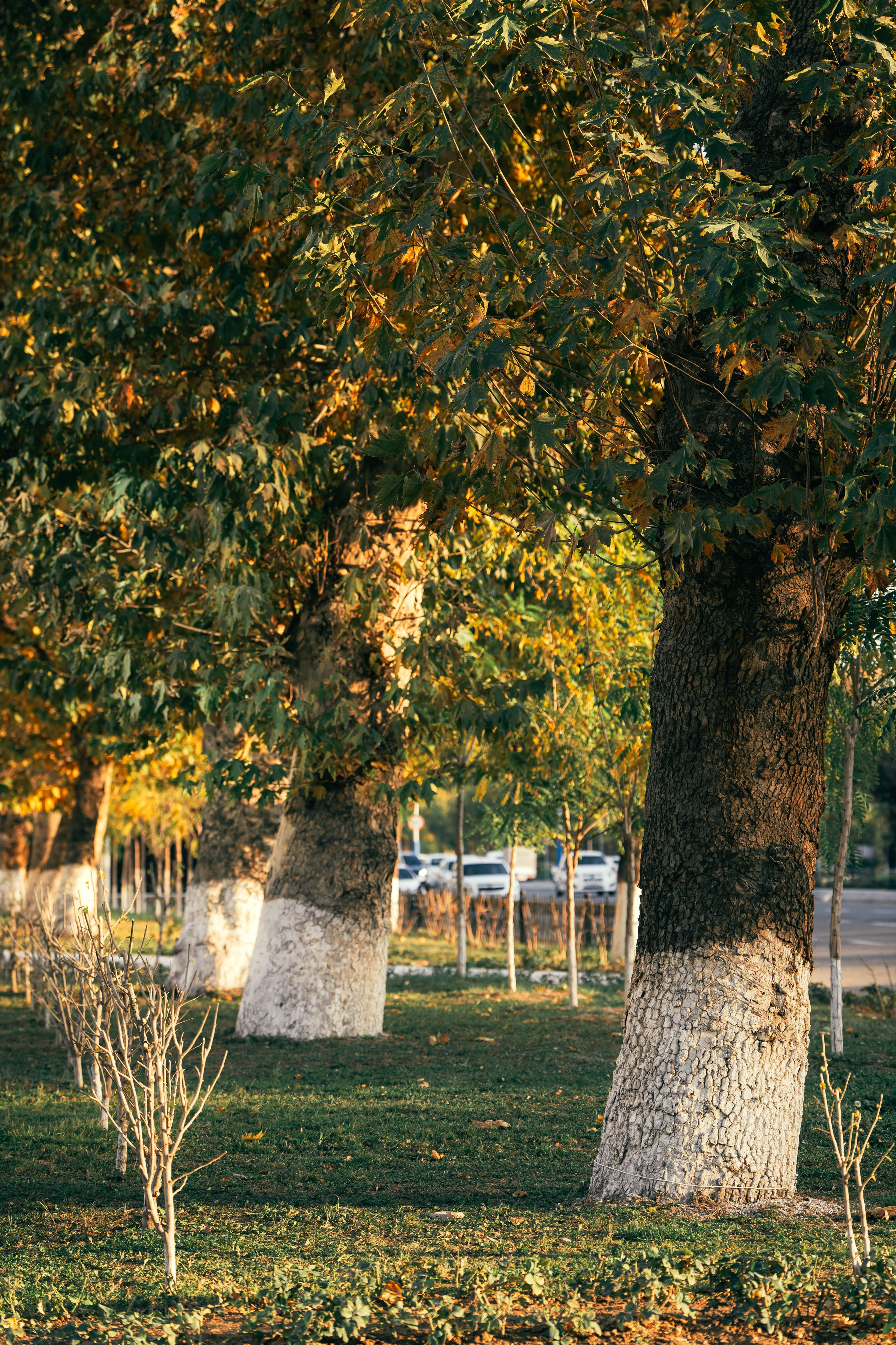 Ташкентская осень. Георгий Намазов | Фотограф в Ташкенте