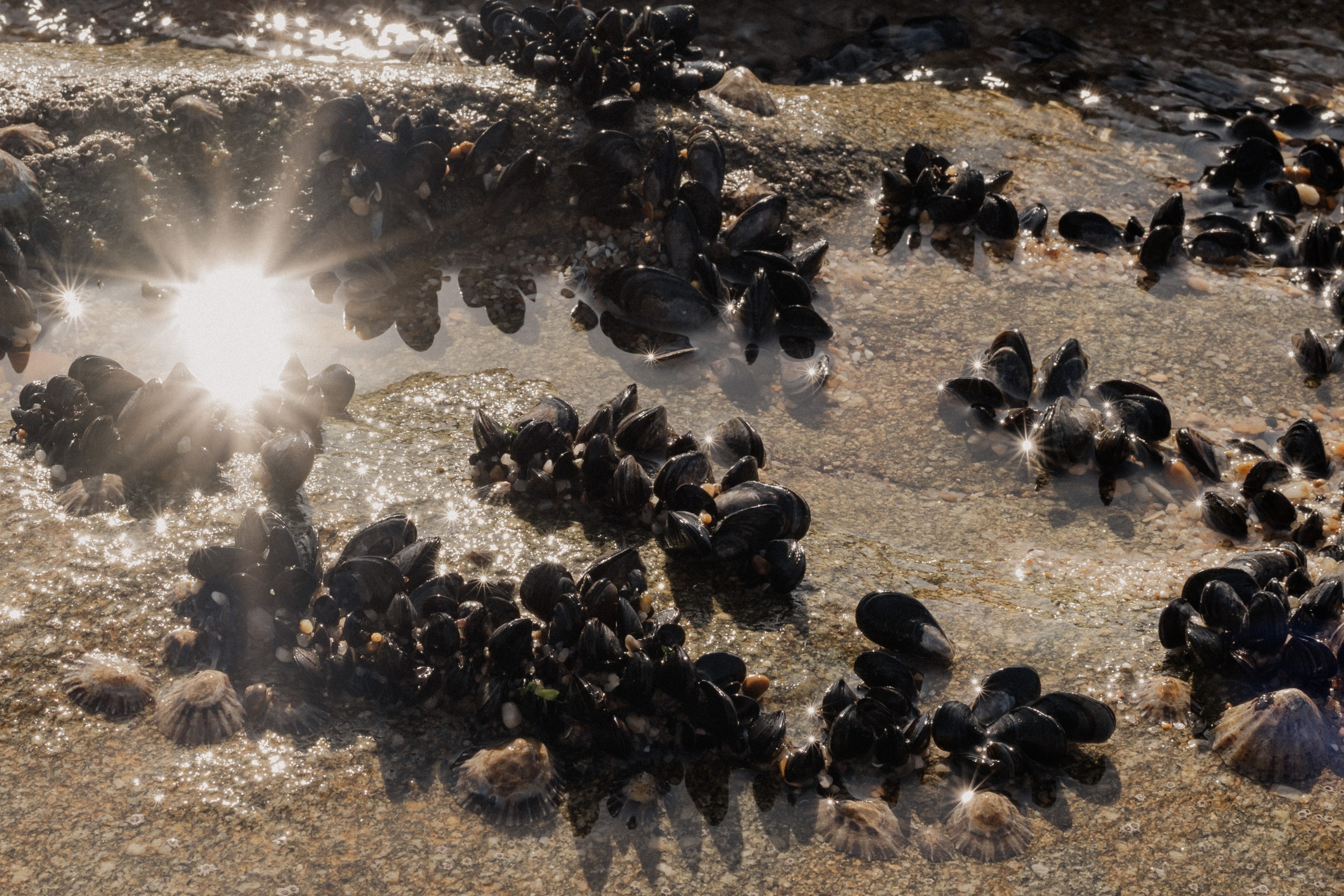 Zuhause im Herzen | Shooting an der Ozeanküste. Fotografin Ansbach - Paare | Hochzeit | After Wedding