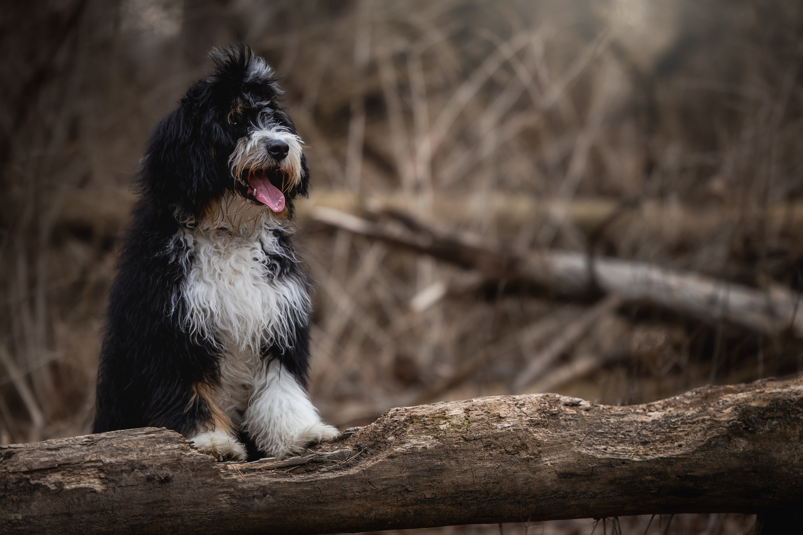 Rolex & Kate. Pet Photographer Viktoriya Aleshenko