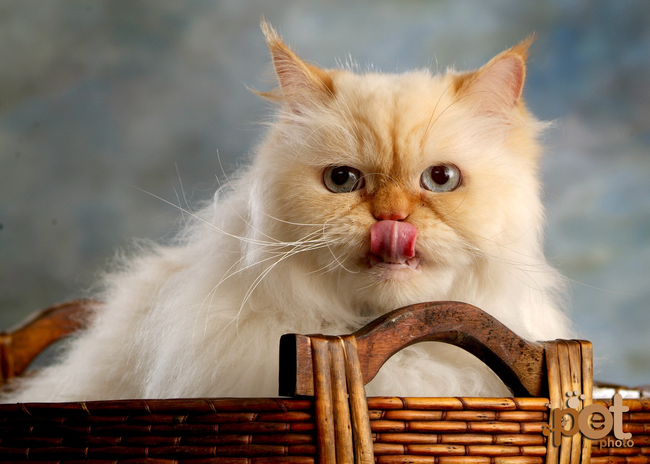 Family, kids & Pets. Estudio de fotografia en Tijuana