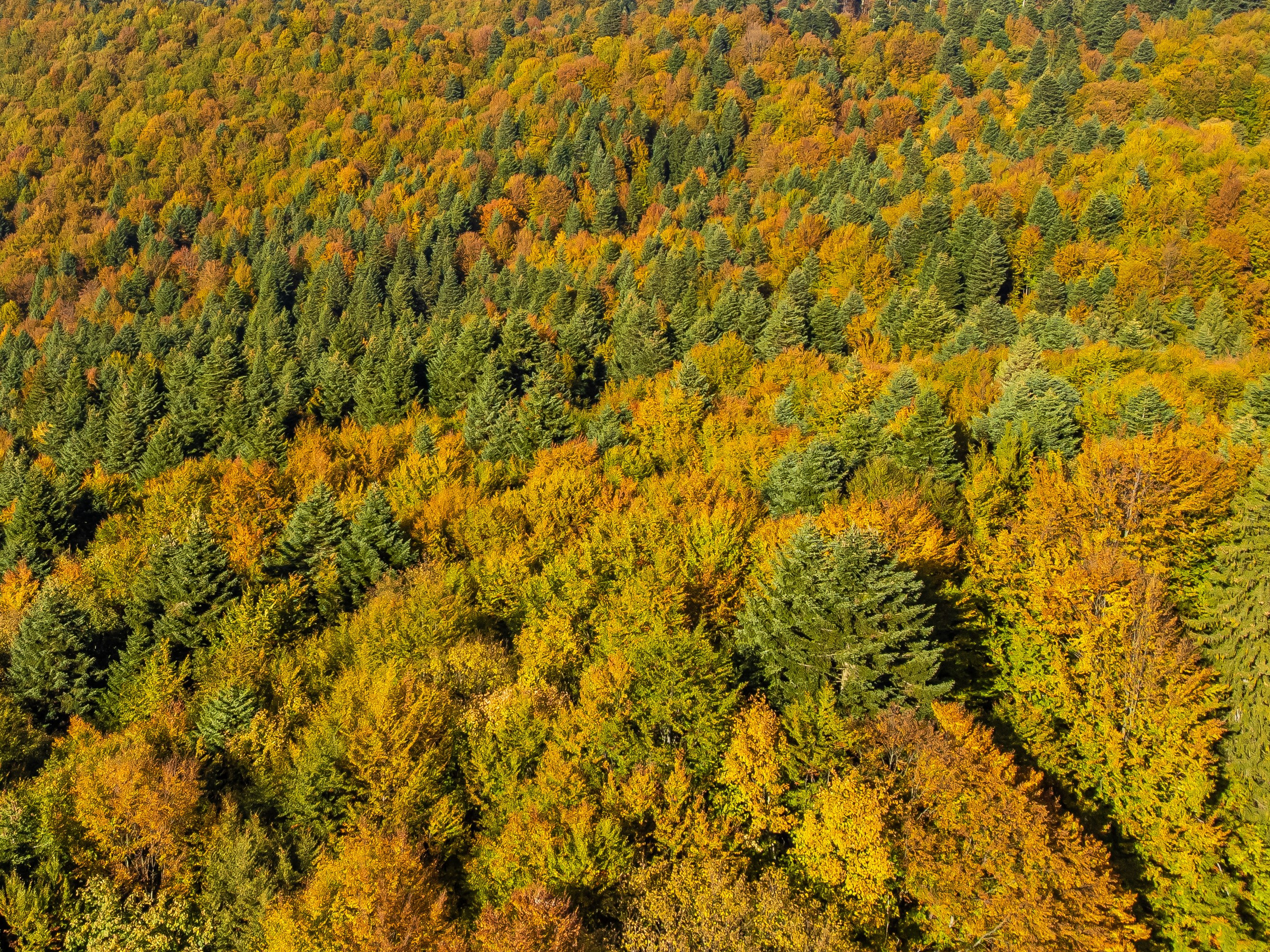Călătorie. Daniel Hașiegan