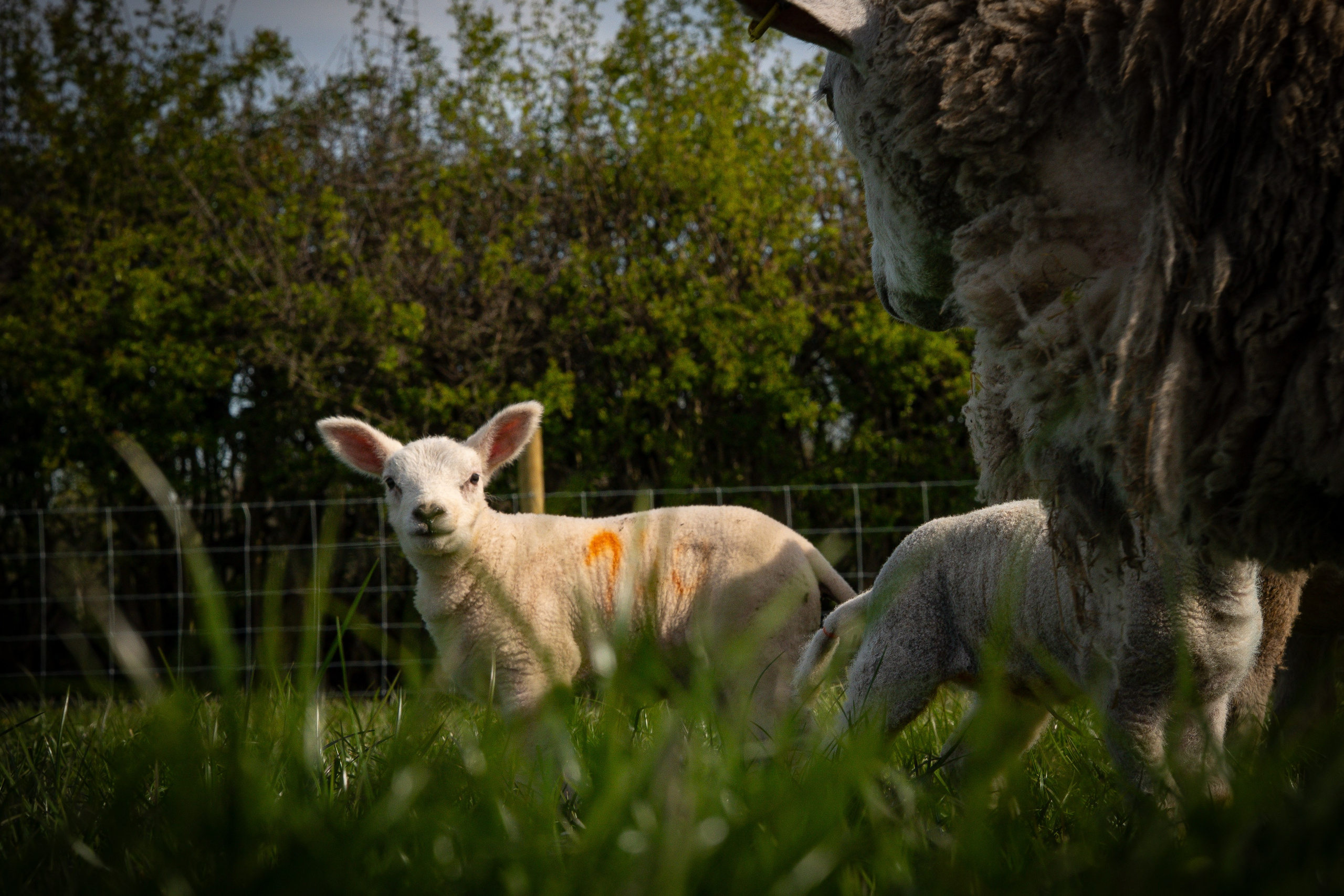 Farming. Ryan Hewitt Photographer