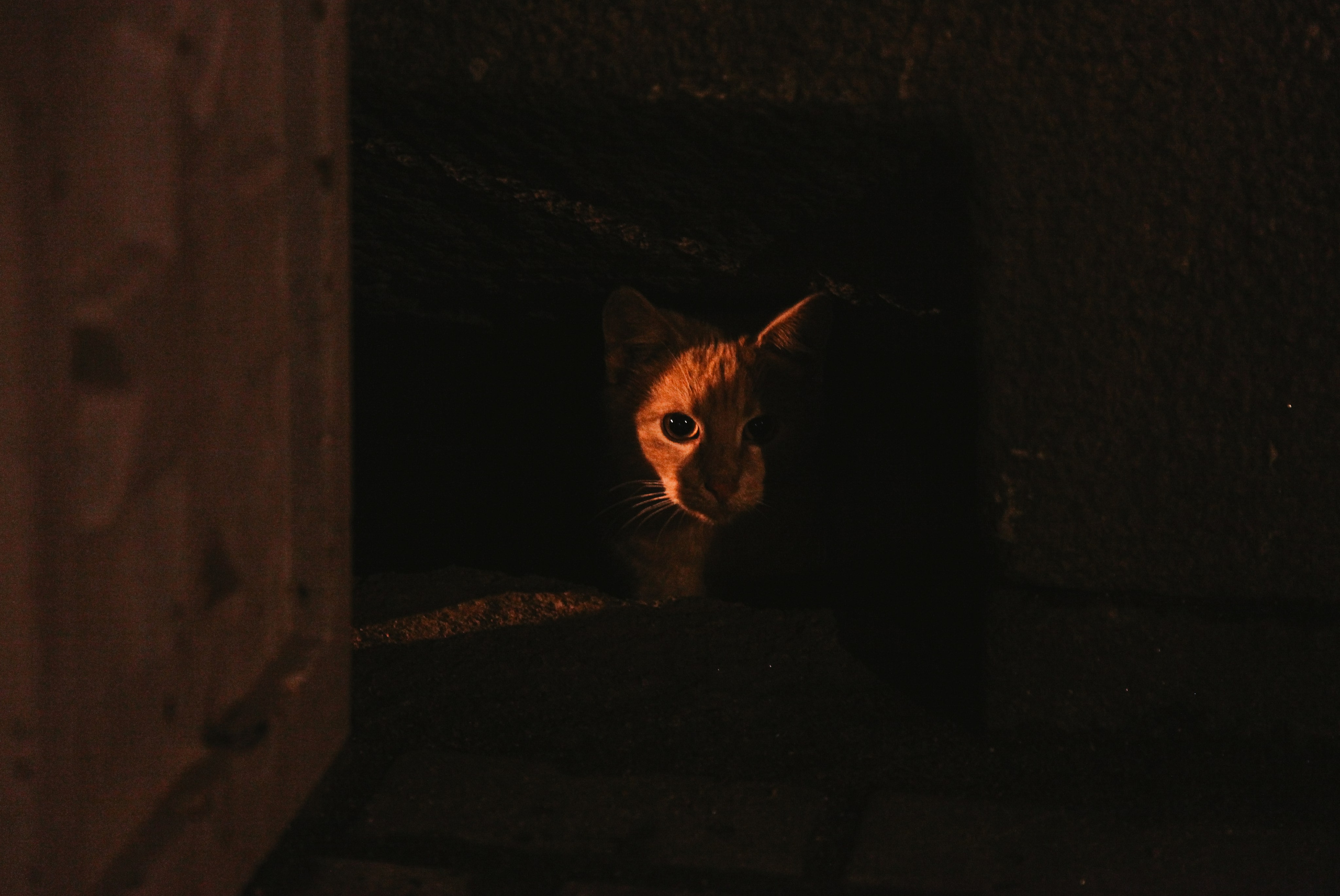 Кот шпедингера. Стрит-фотография, полная абсурда, идиотизма и красоты