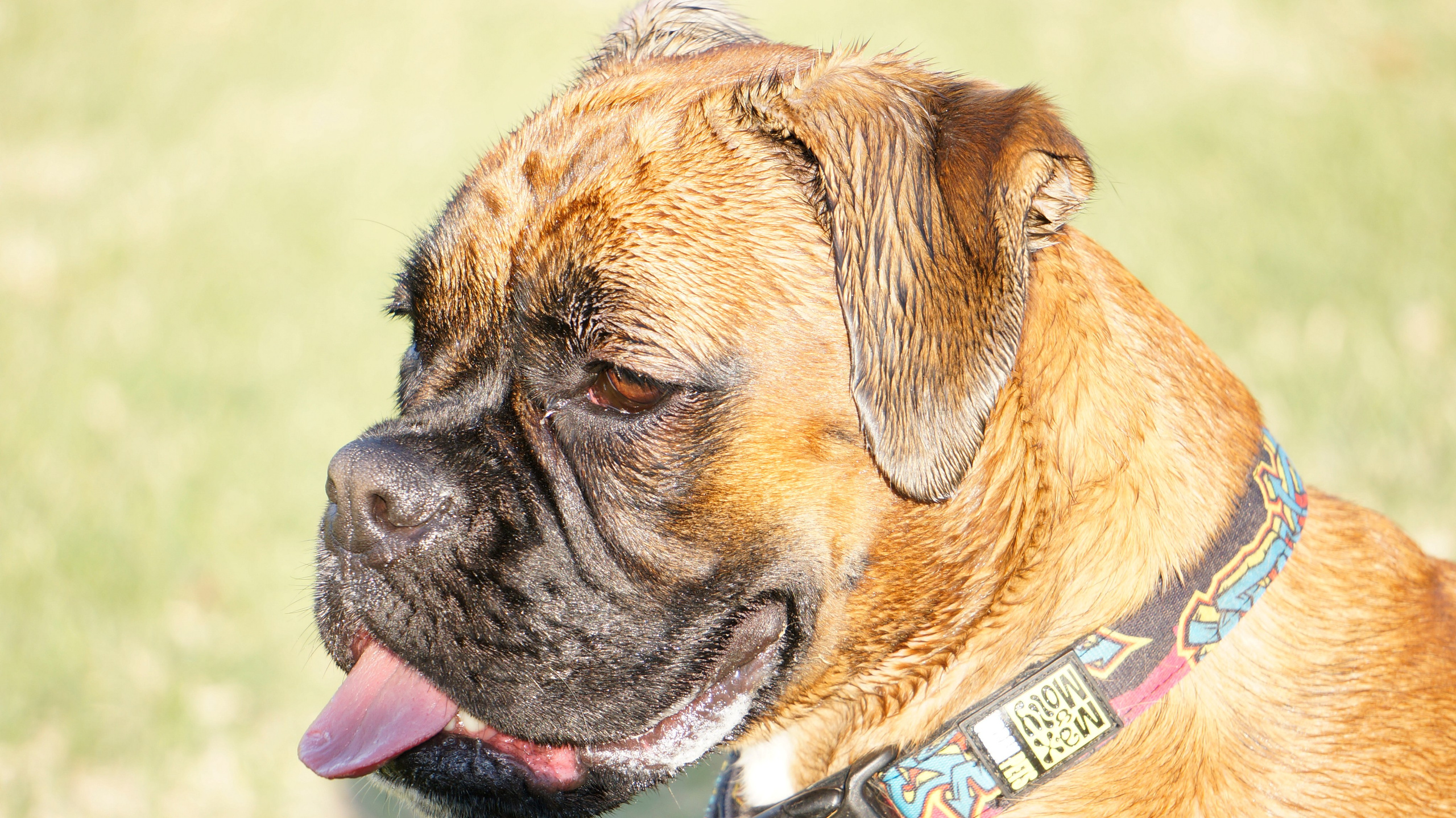 My ״Star״ Boxer Dog