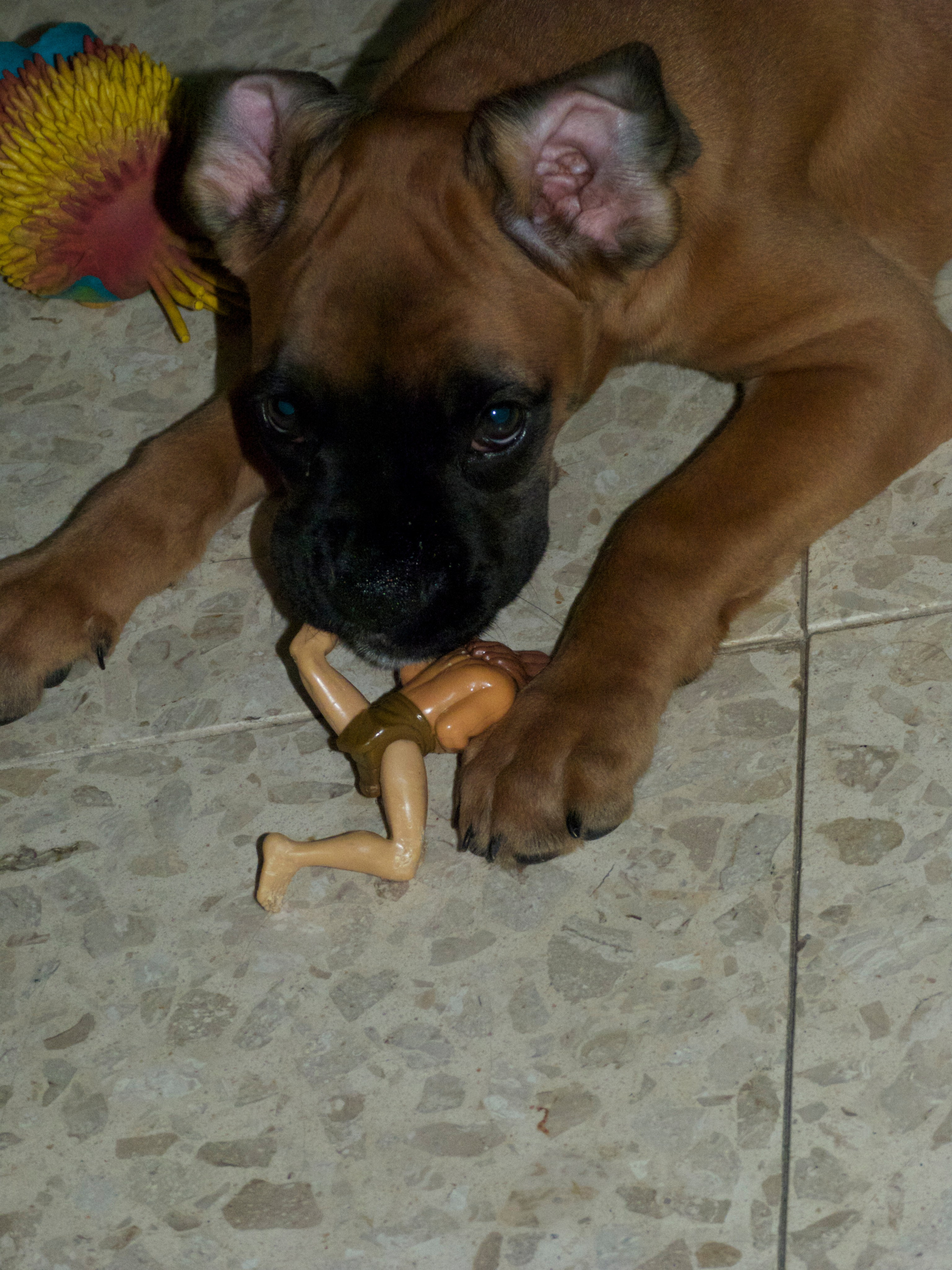 My ״Star״ Boxer Dog