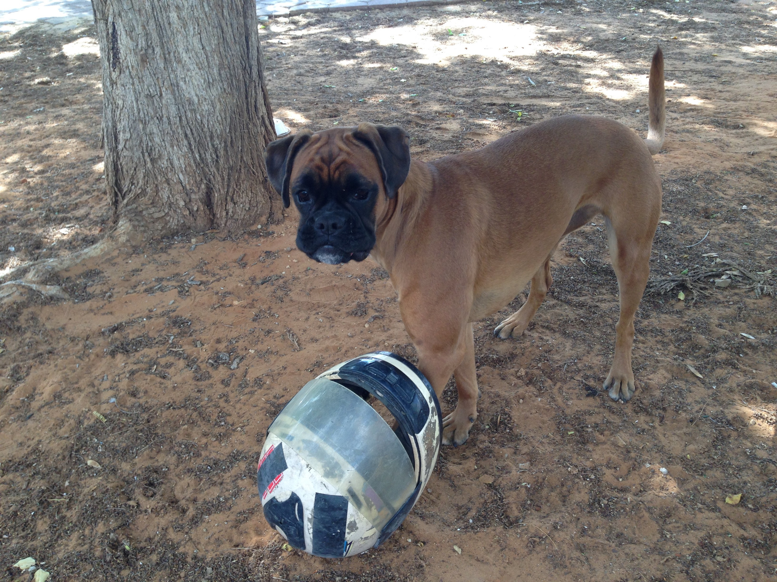 My ״Star״ Boxer Dog