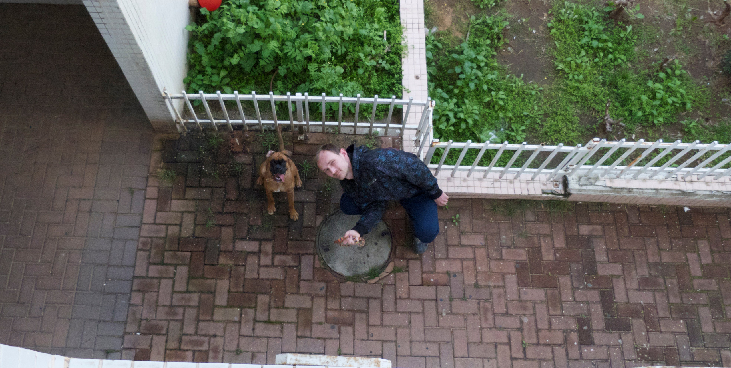 My ״Star״ Boxer Dog