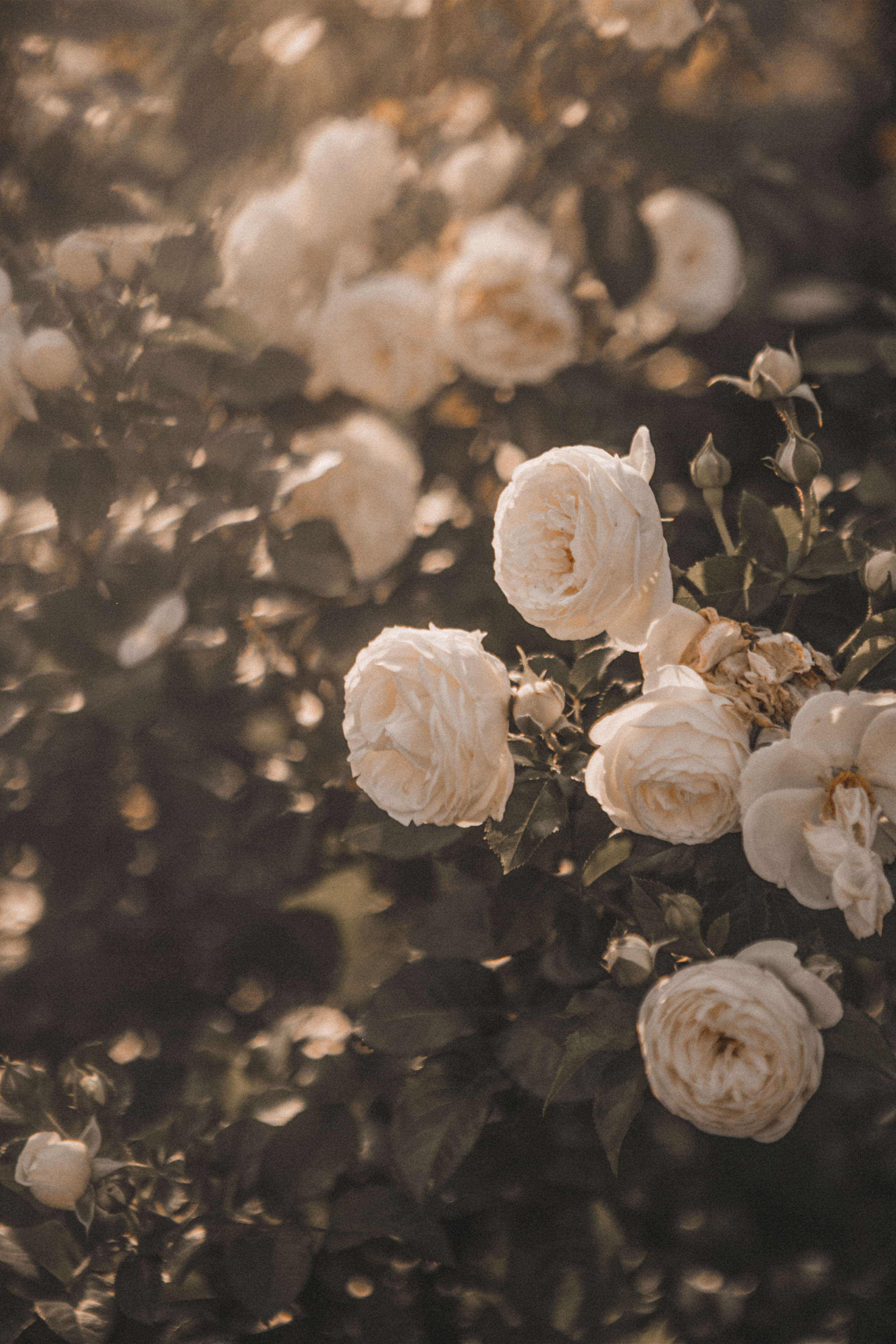 21.08. Fotograf Warszawa, Fotograf ślubny, Фотограф свадебный Варшава