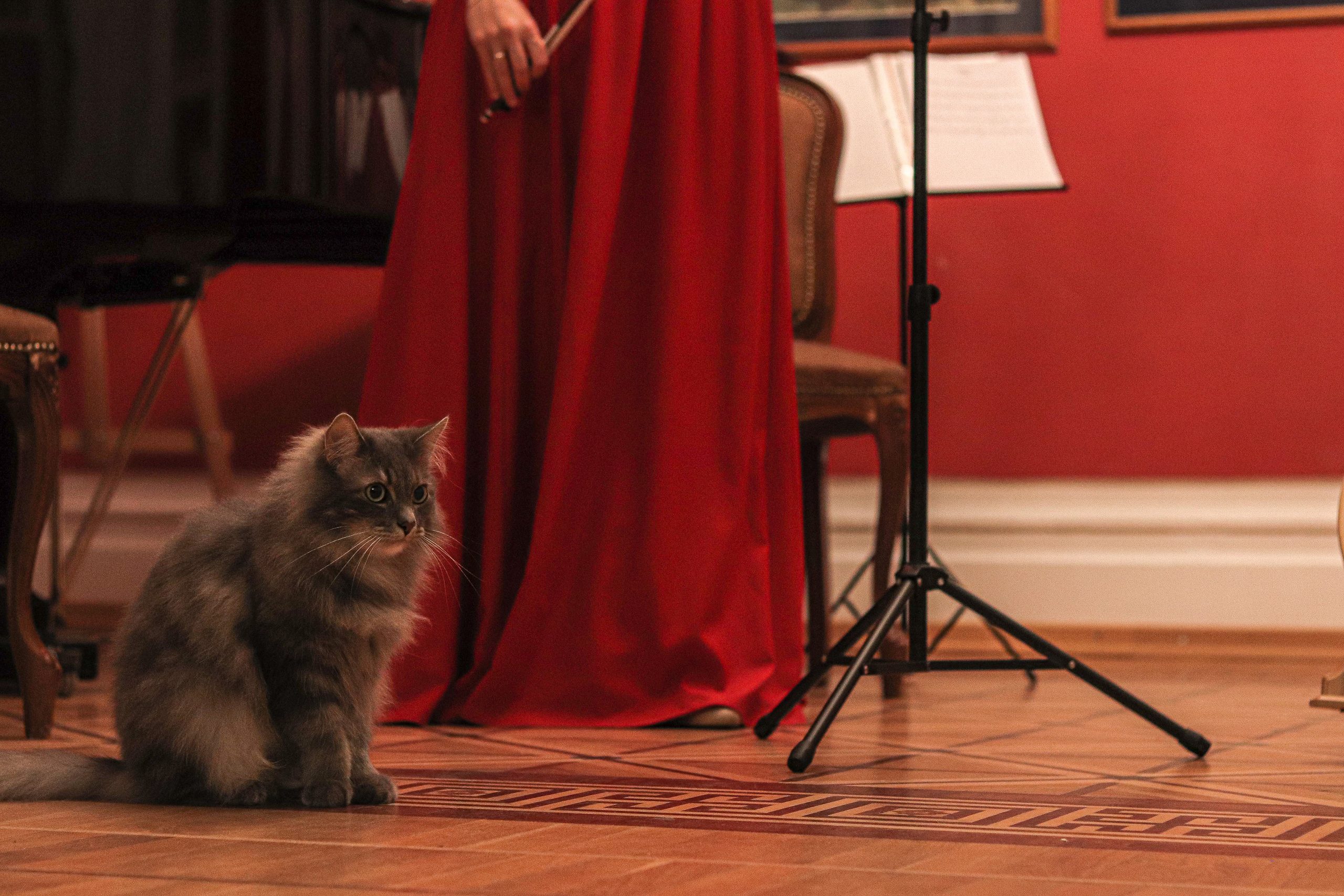 КОНЦЕРТ В ДОМЕ-КВАРТИРЕ БЕНУА (САНКТ-ПЕТЕРБУРГ) 2022