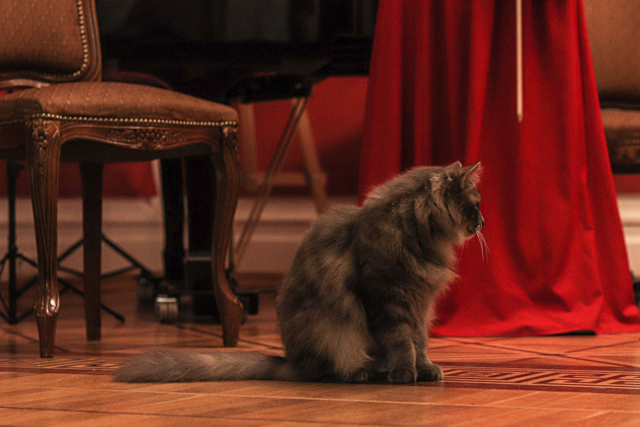 КОНЦЕРТ В ДОМЕ-КВАРТИРЕ БЕНУА (САНКТ-ПЕТЕРБУРГ) 2022