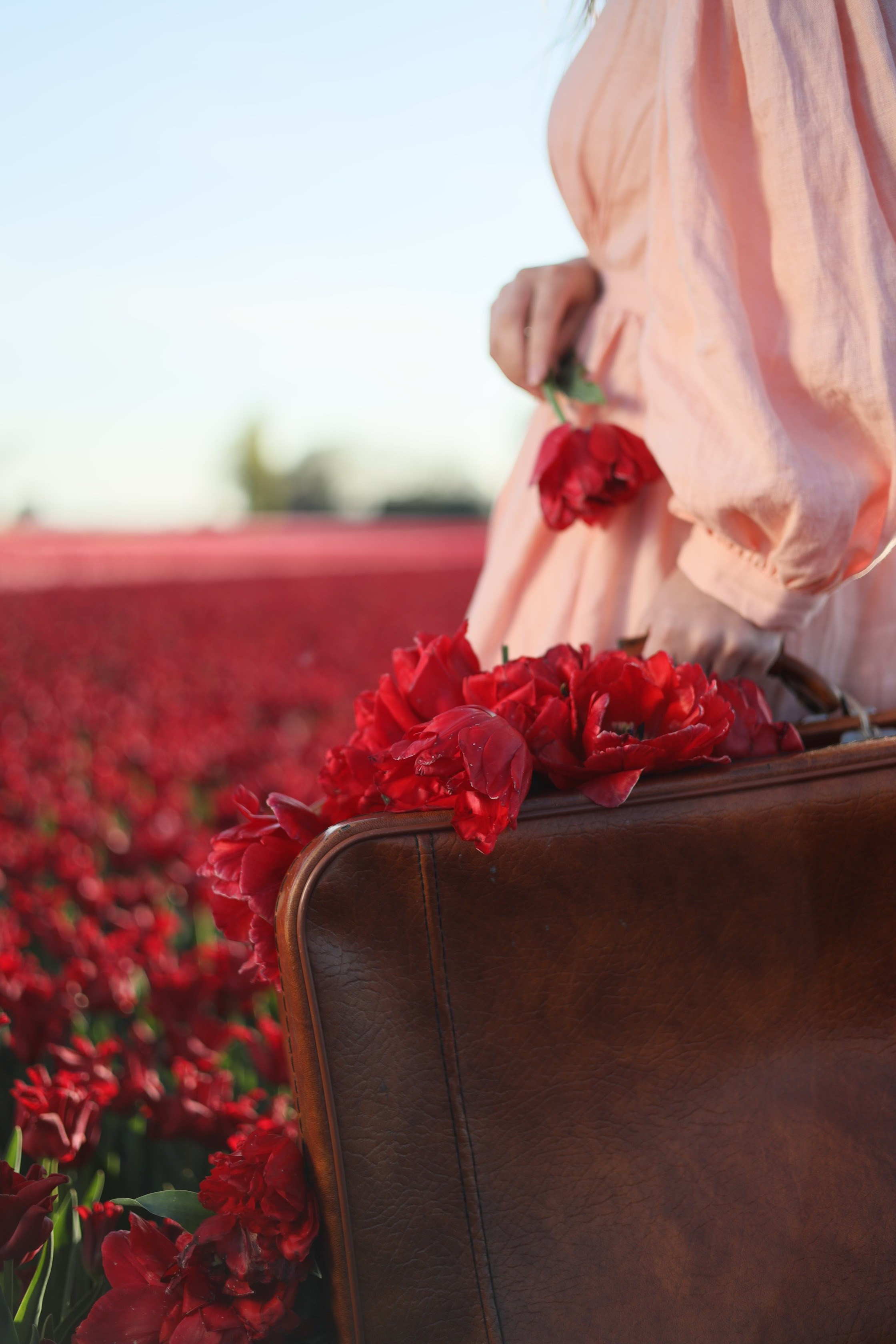 Tulip fields. Oxana Kirikidi Photography