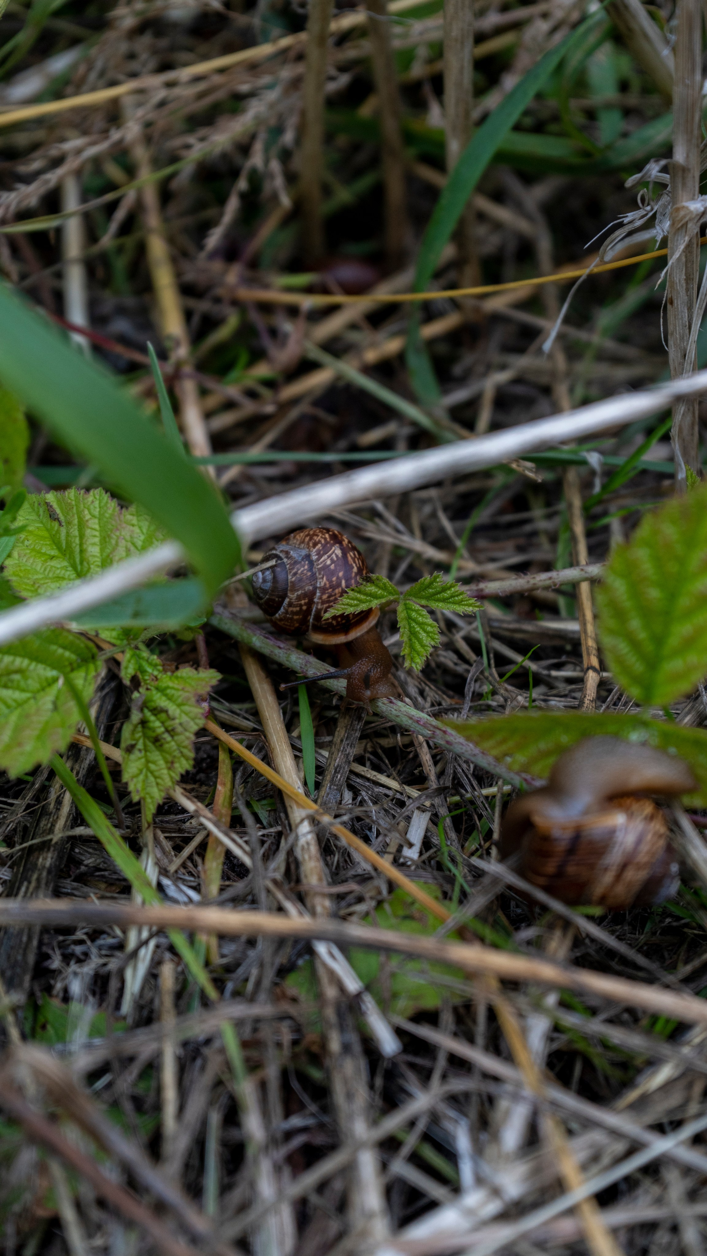 Whispers of Estonia. Photography | Videography | Marketing