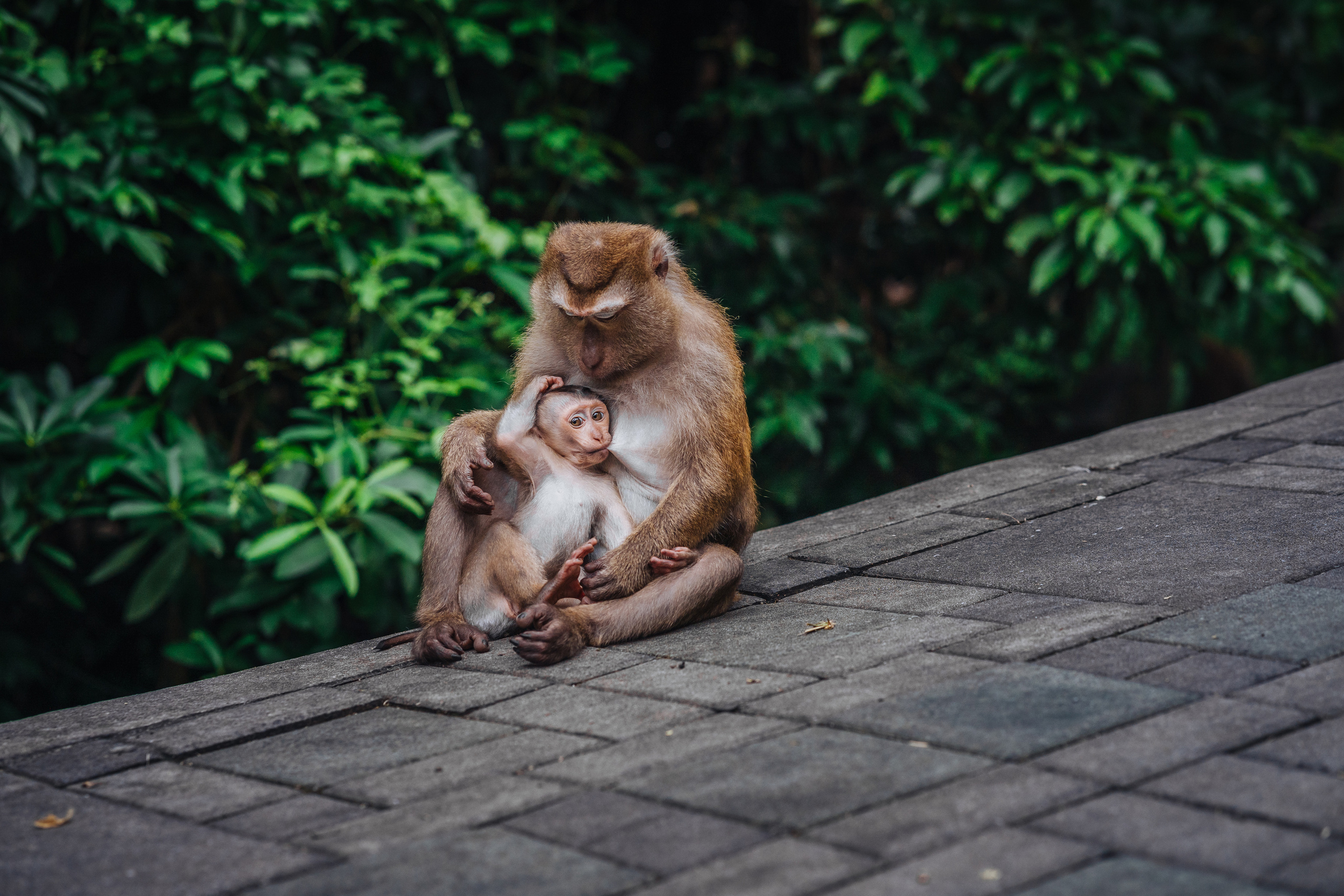 Animals Photographer in Phuket