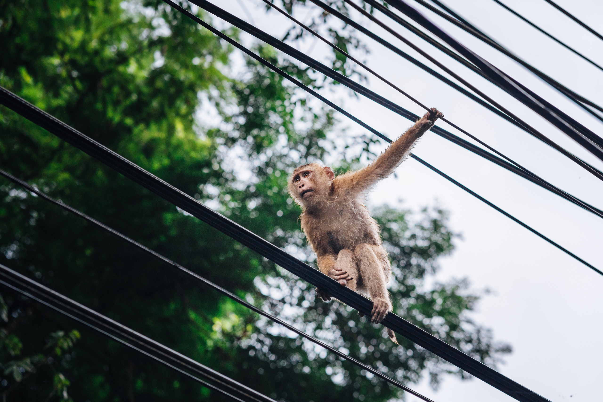 Animals Photographer in Phuket