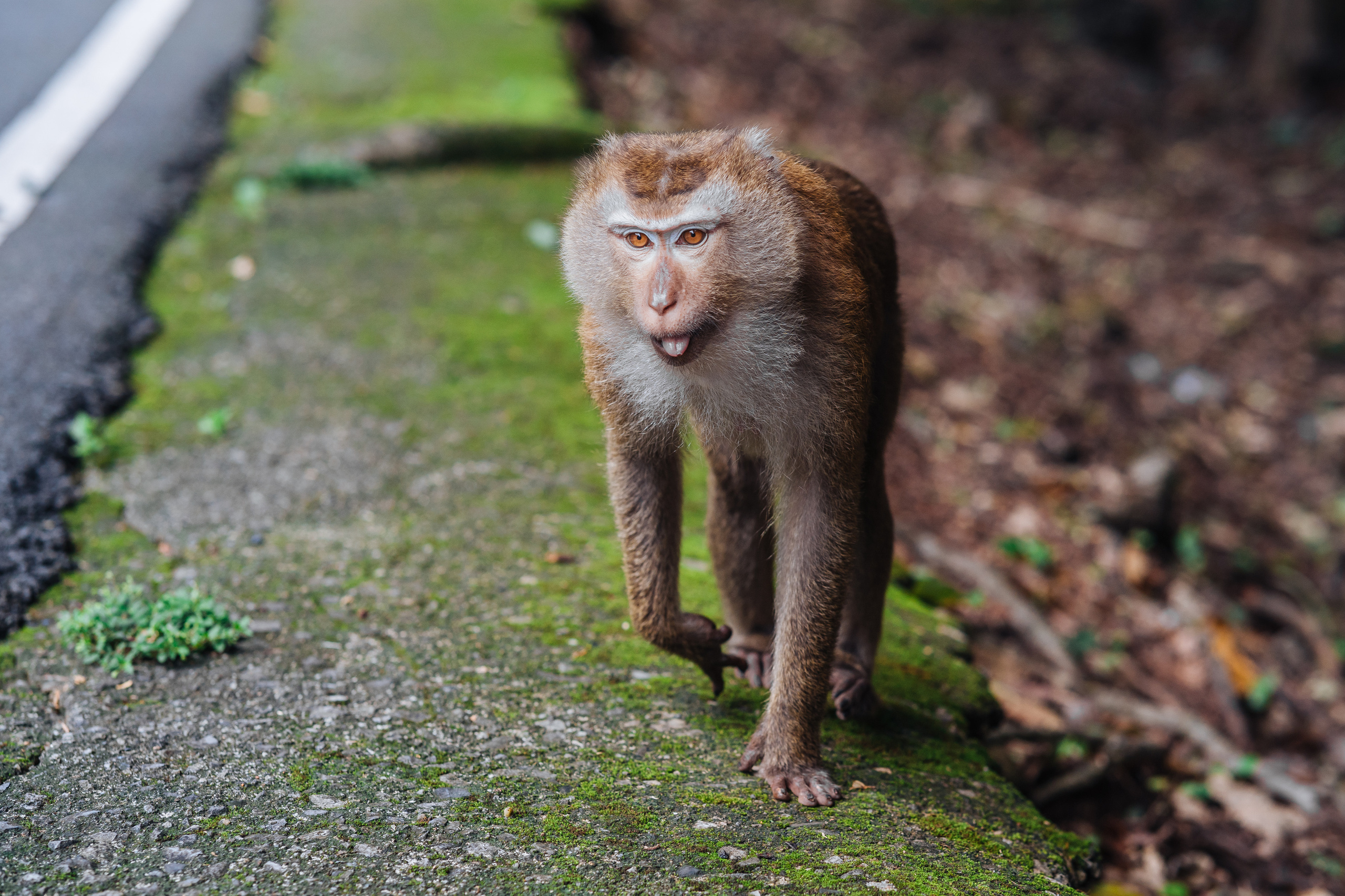 Animals Photographer in Phuket