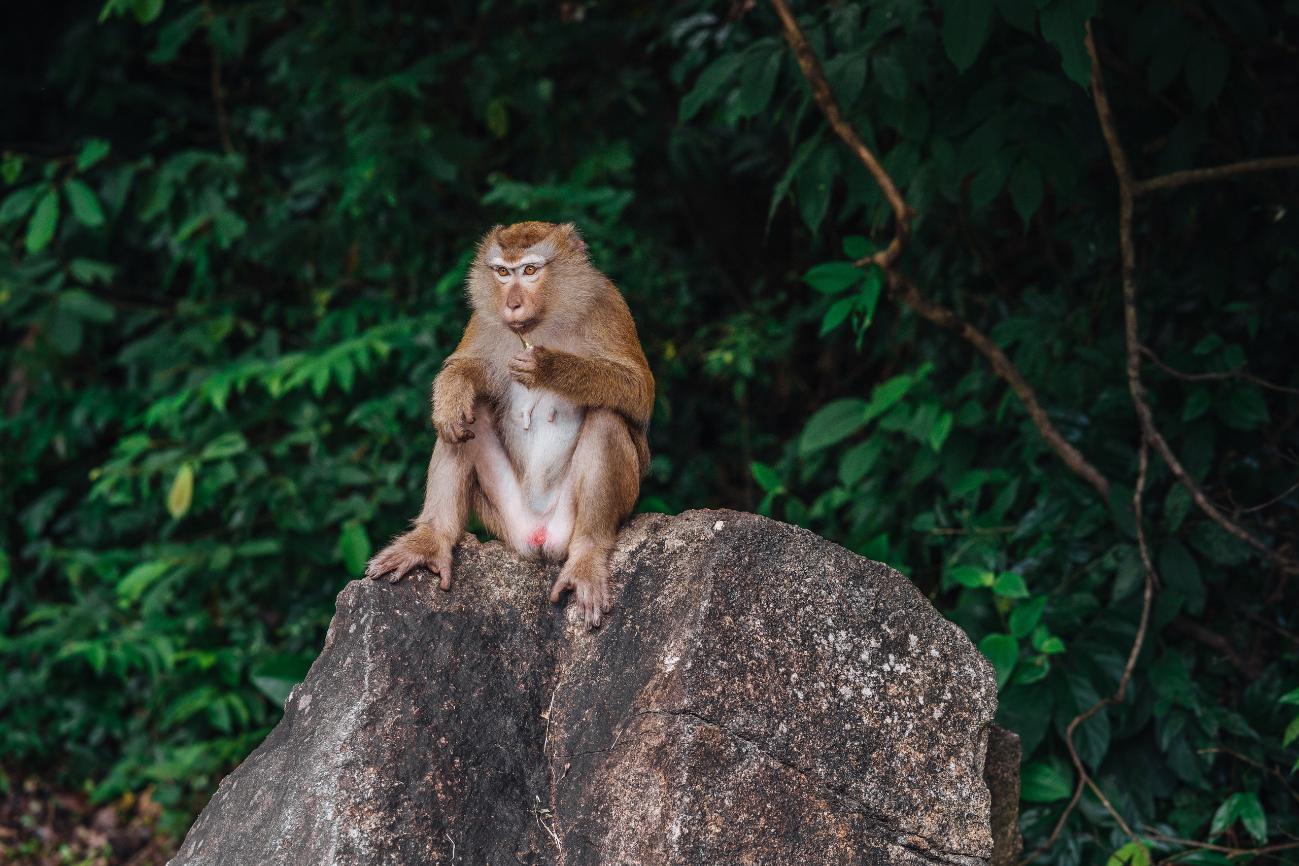 Animals Photographer in Phuket