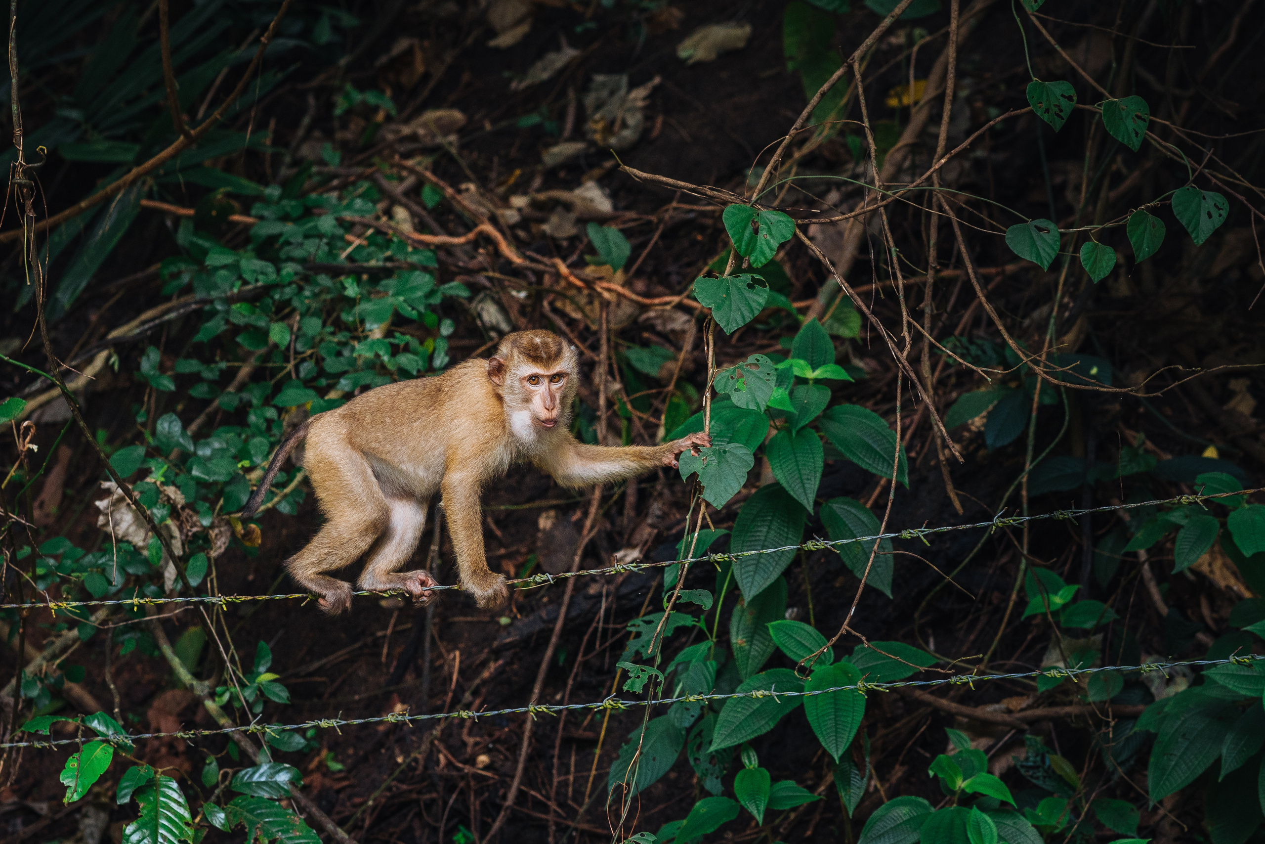 Animals Photographer in Phuket
