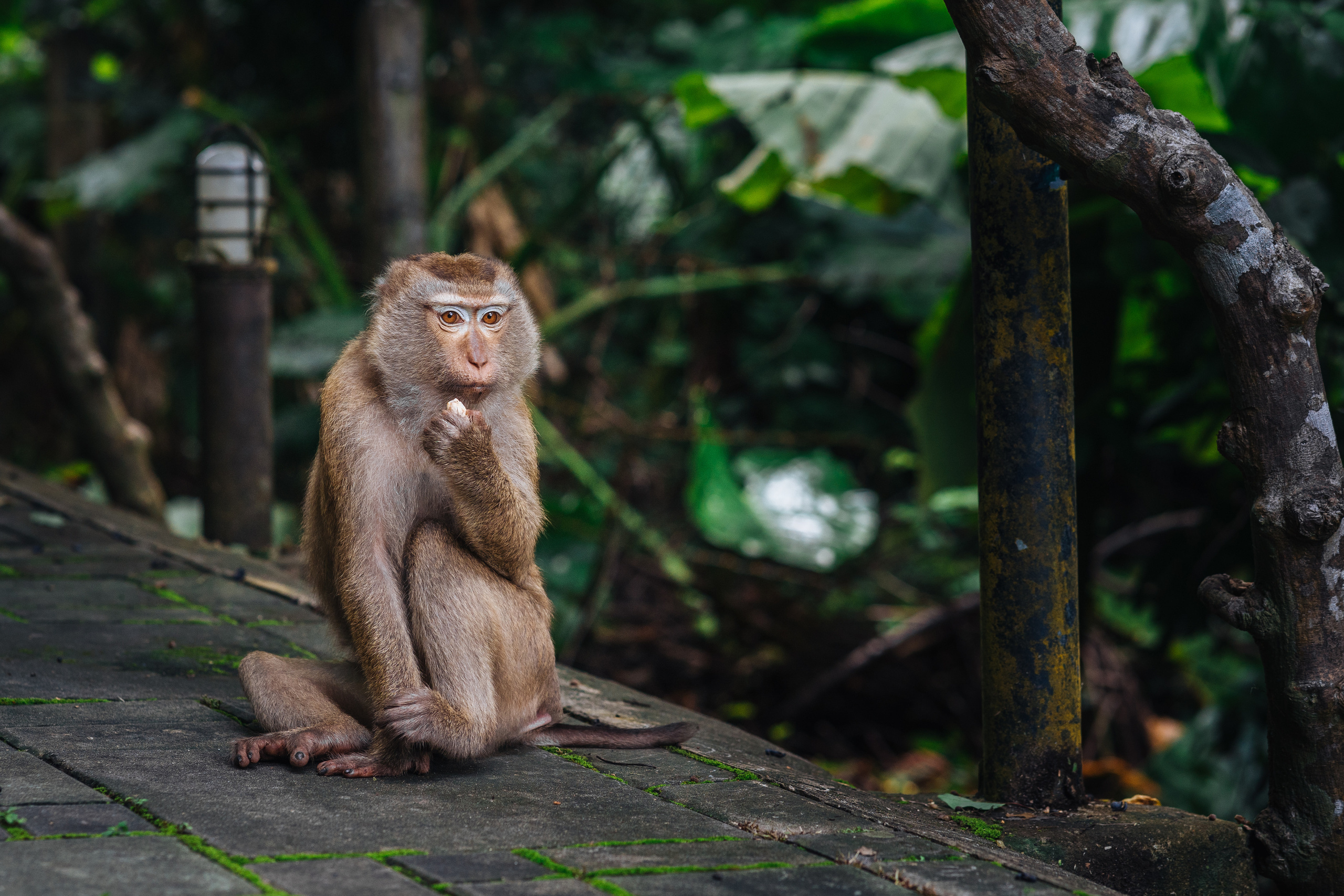 Animals Photographer in Phuket