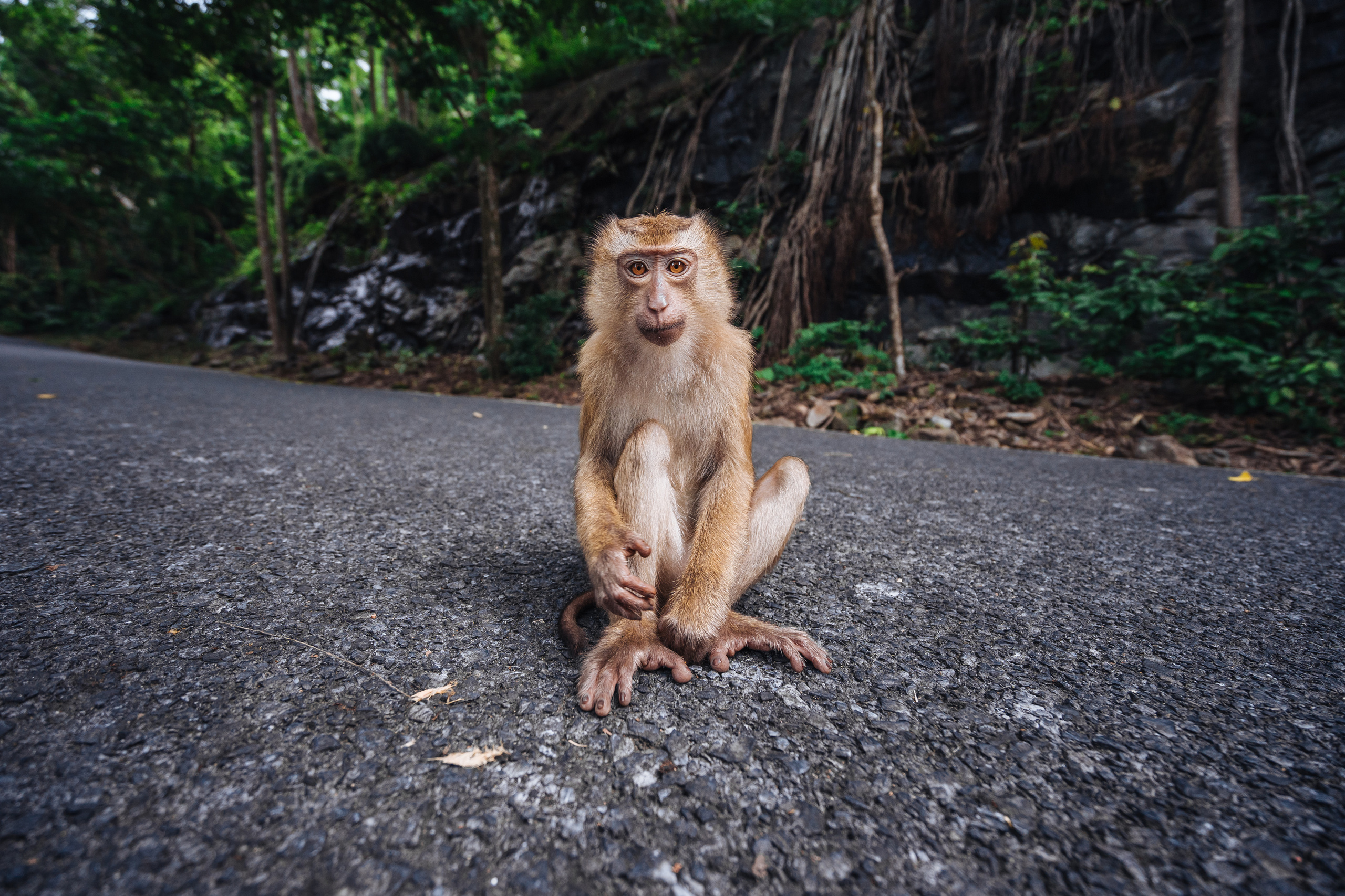 Animals Photographer in Phuket