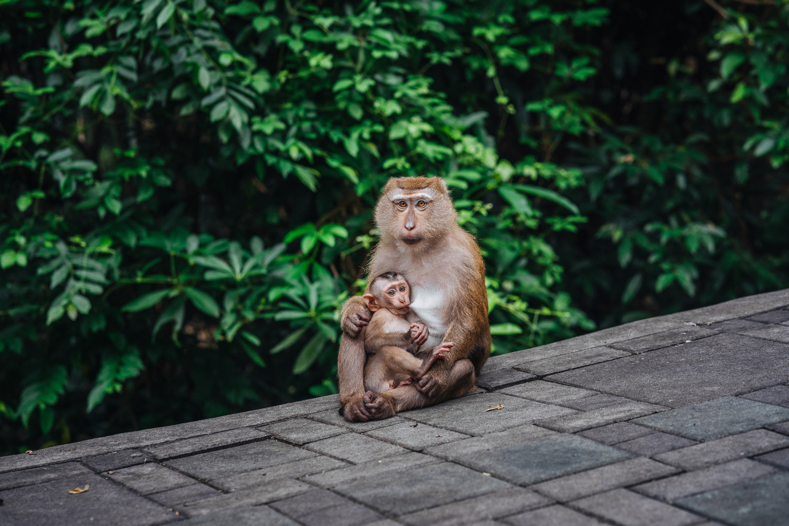 Animals Photographer in Phuket