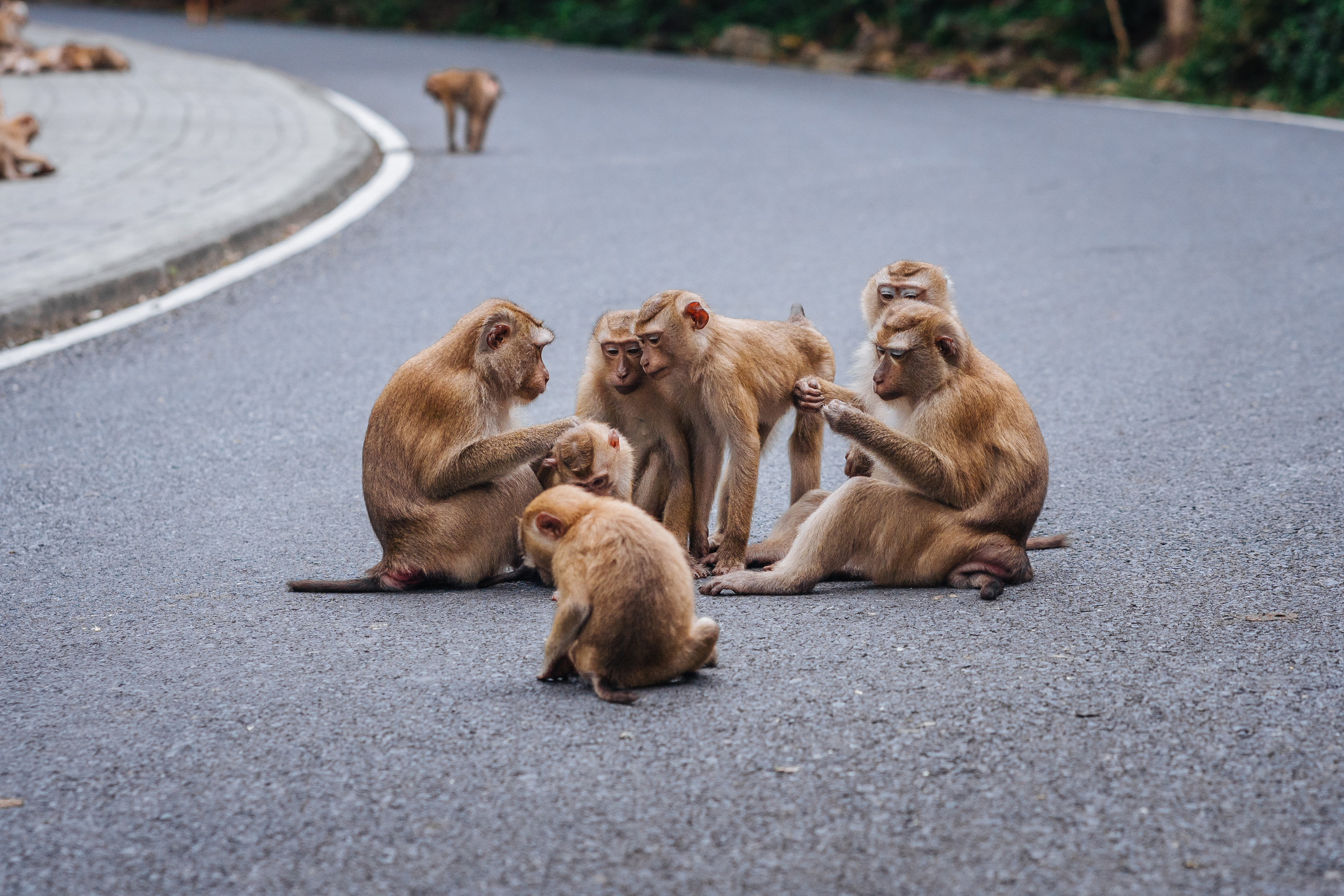 Animals Photographer in Phuket