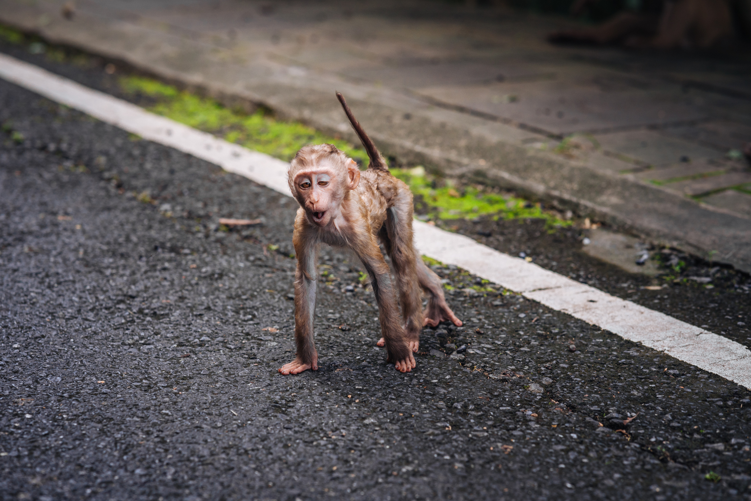 Animals Photographer in Phuket