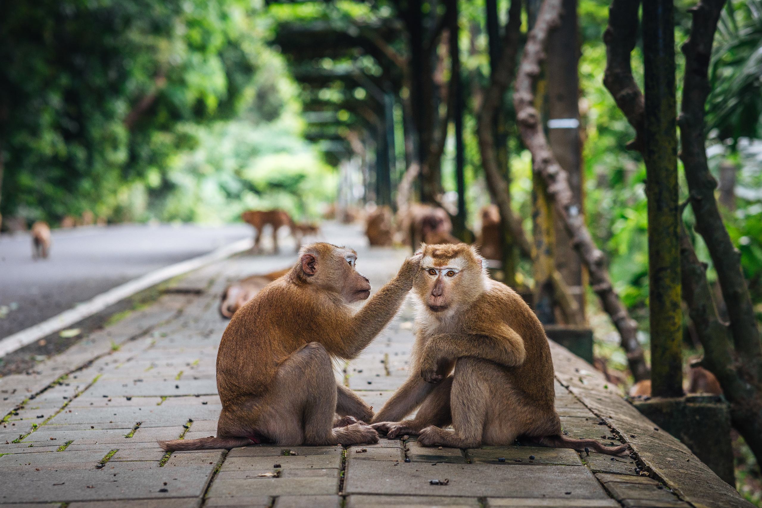 Animals Photographer in Phuket