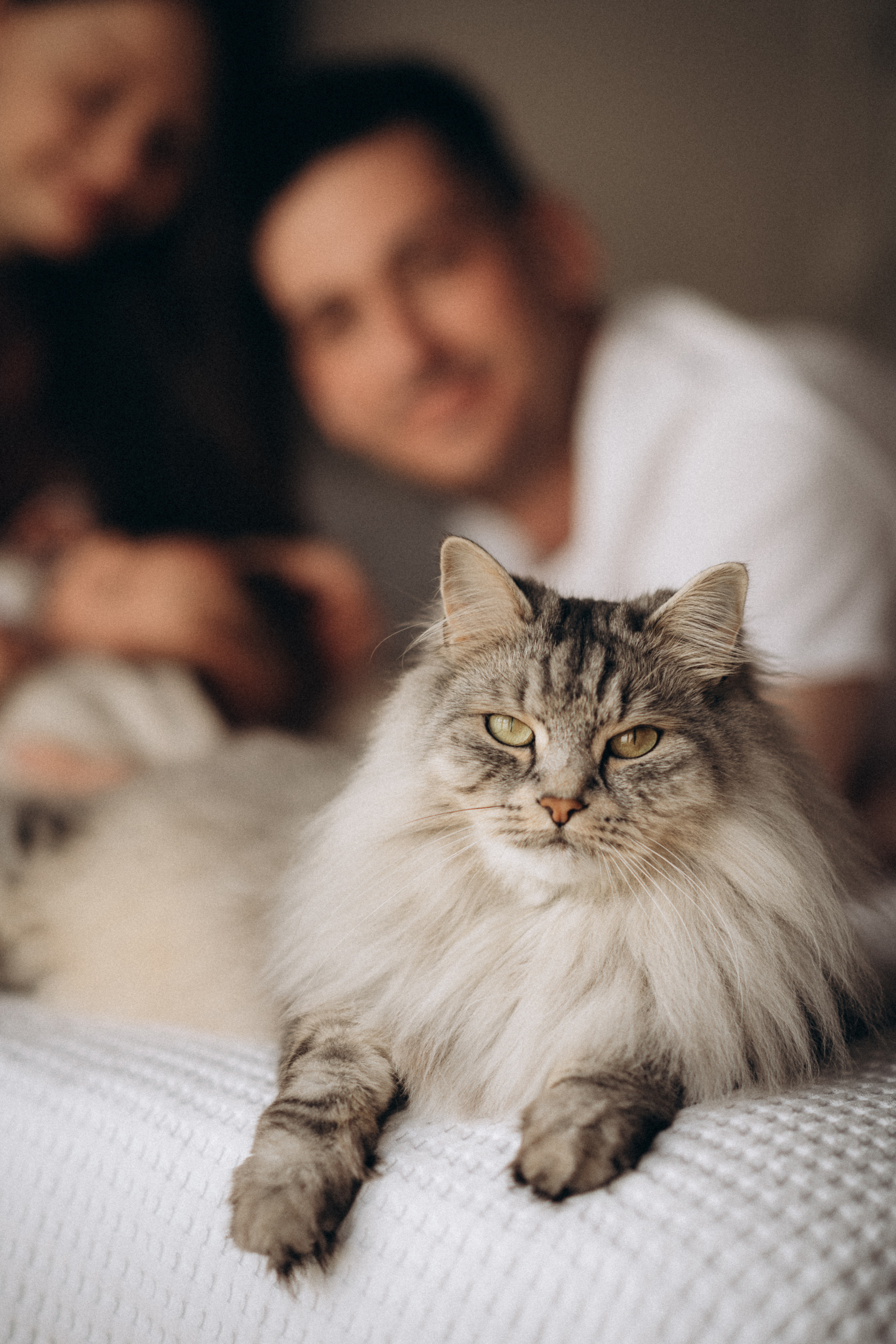 portrait of the cat at home with the family