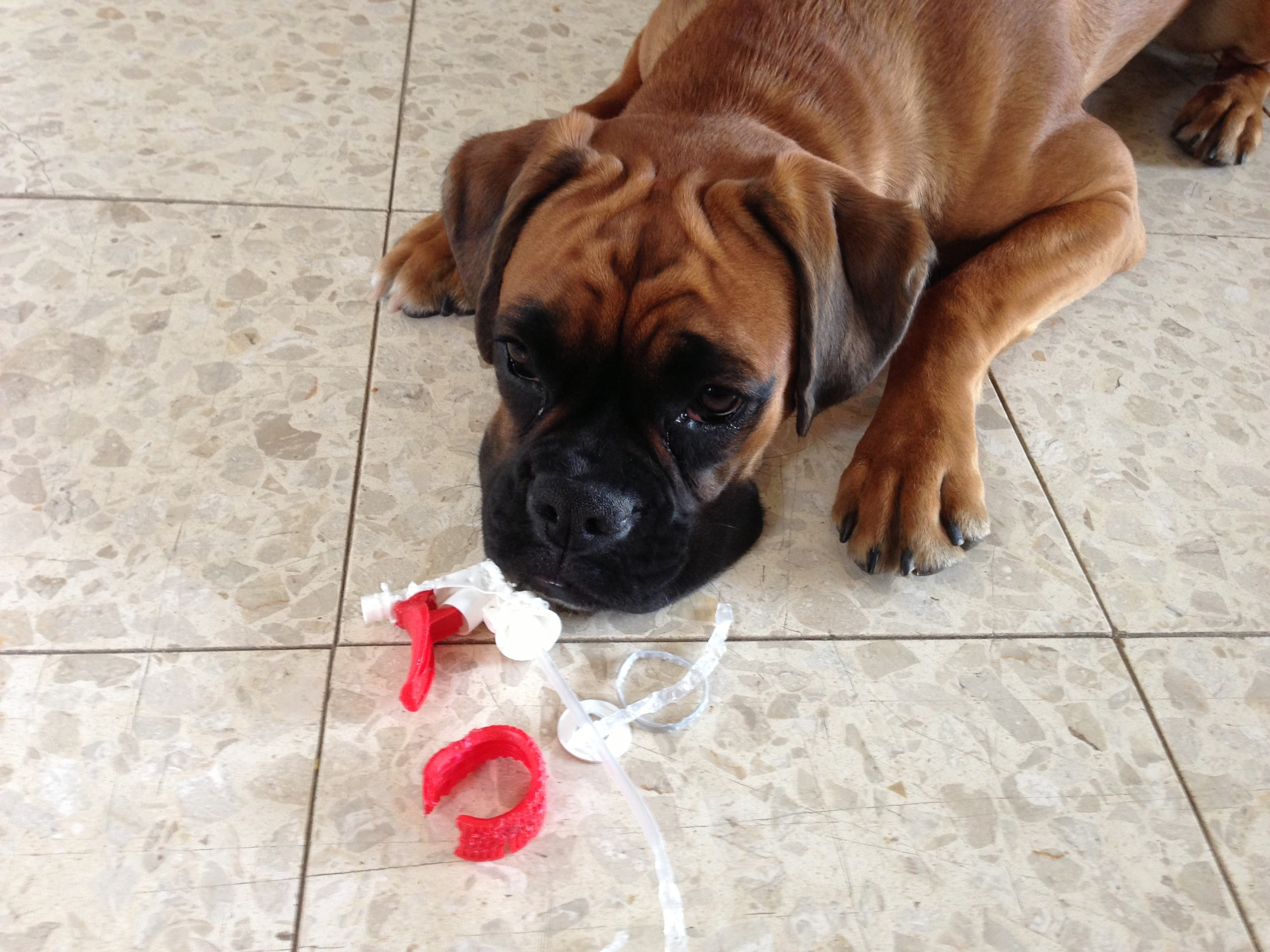 My ״Star״ Boxer Dog