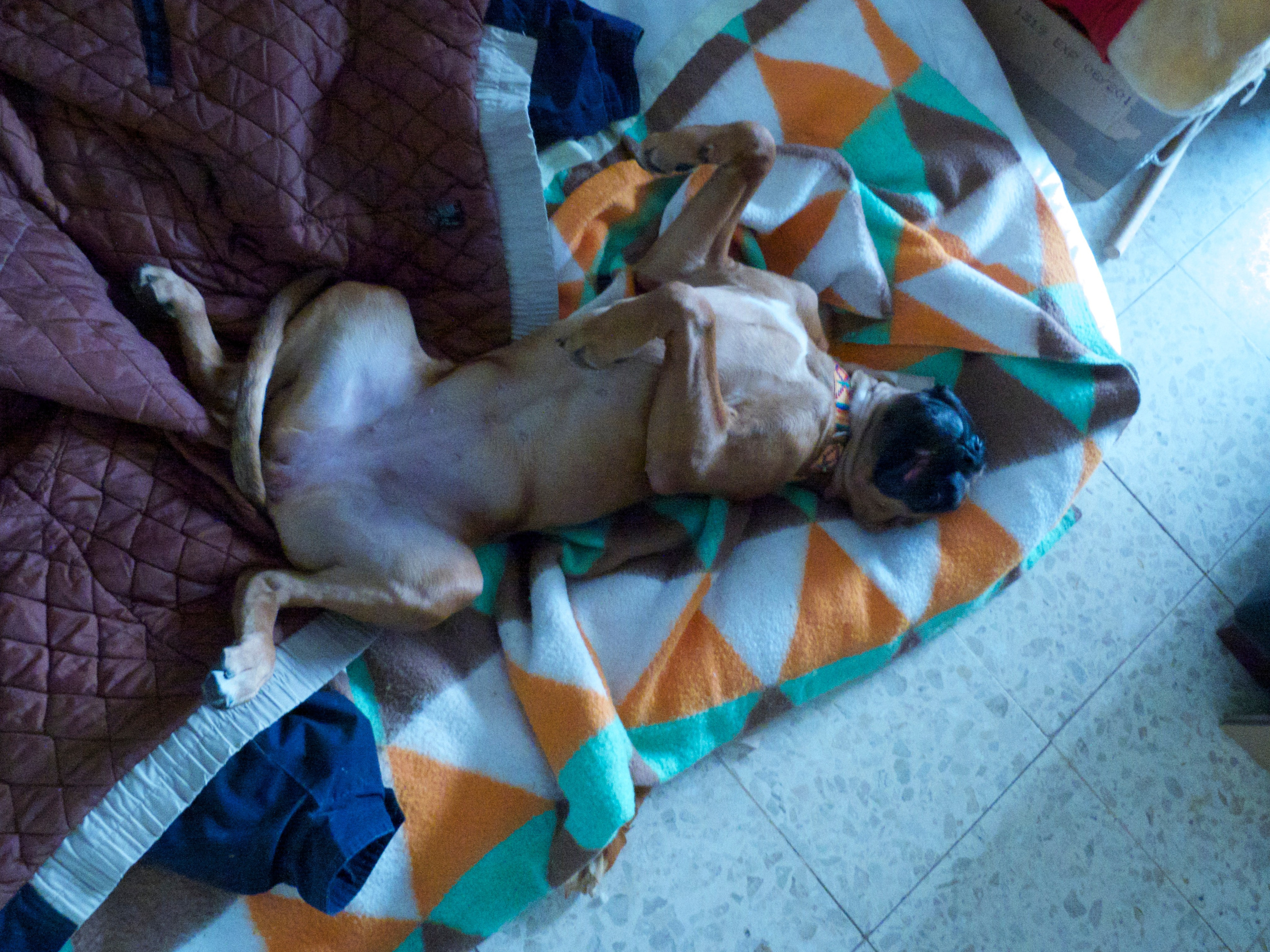 My ״Star״ Boxer Dog