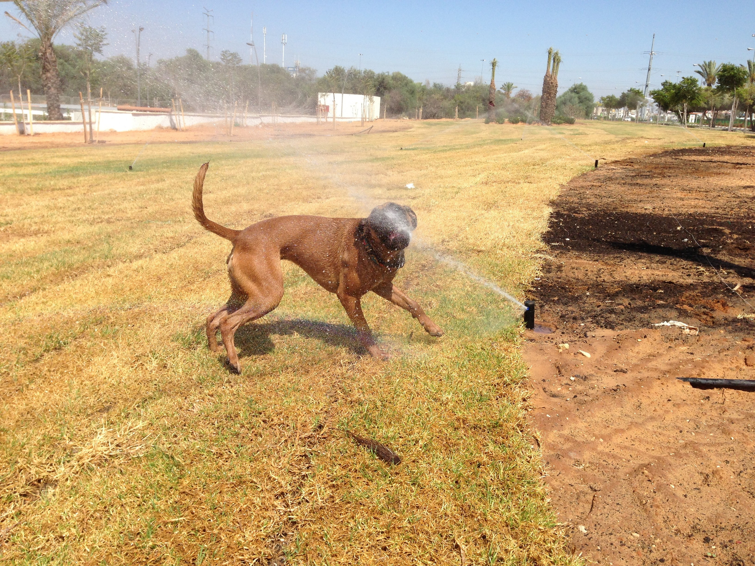 My ״Star״ Boxer Dog