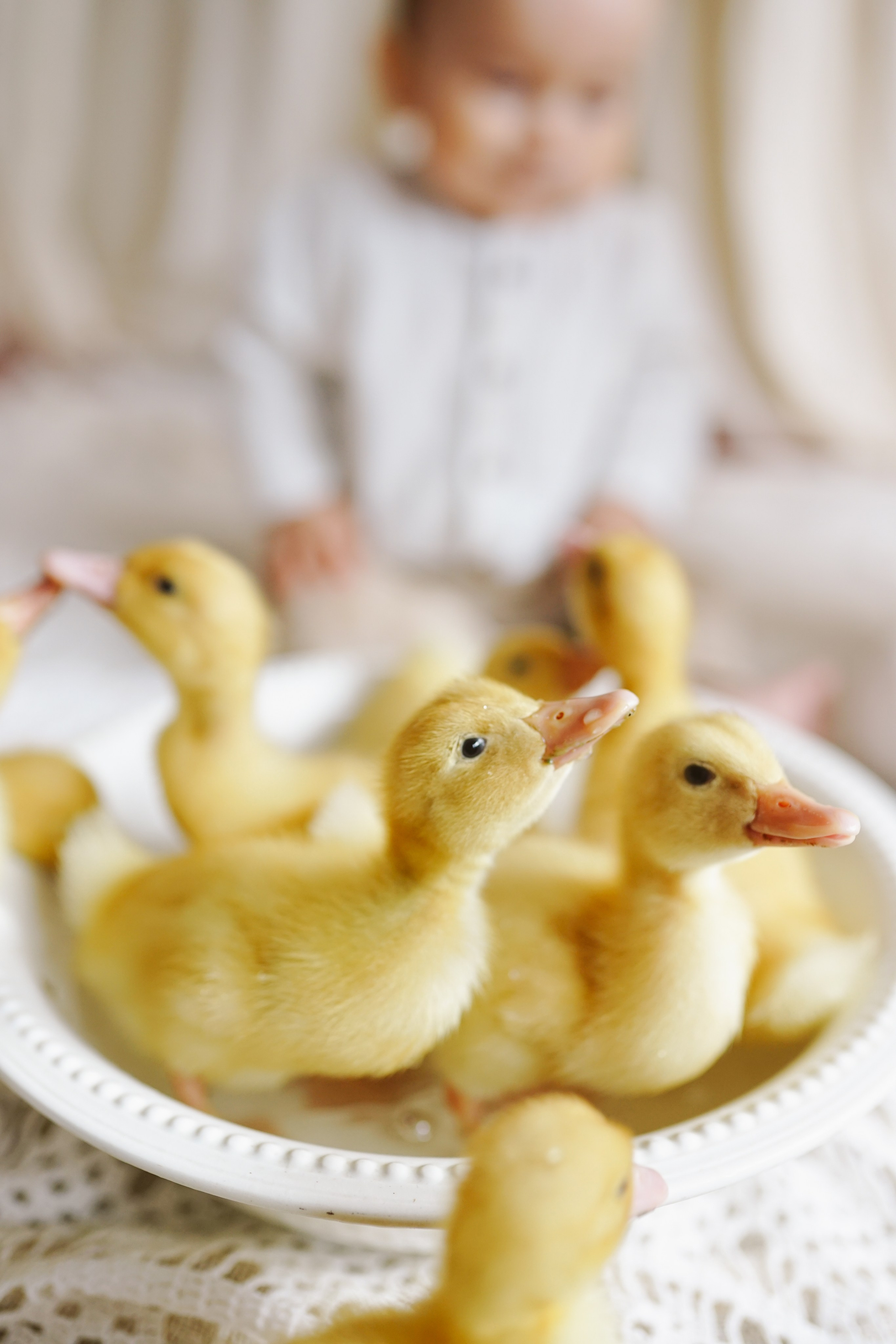 Ședințe Foto de Paște Brașov: Gălbenuș | Mădălina Beda. Madalina Beda- Artist vizual, fotograf, doula la nastere, consultant babywearing Brasov si in toata tara