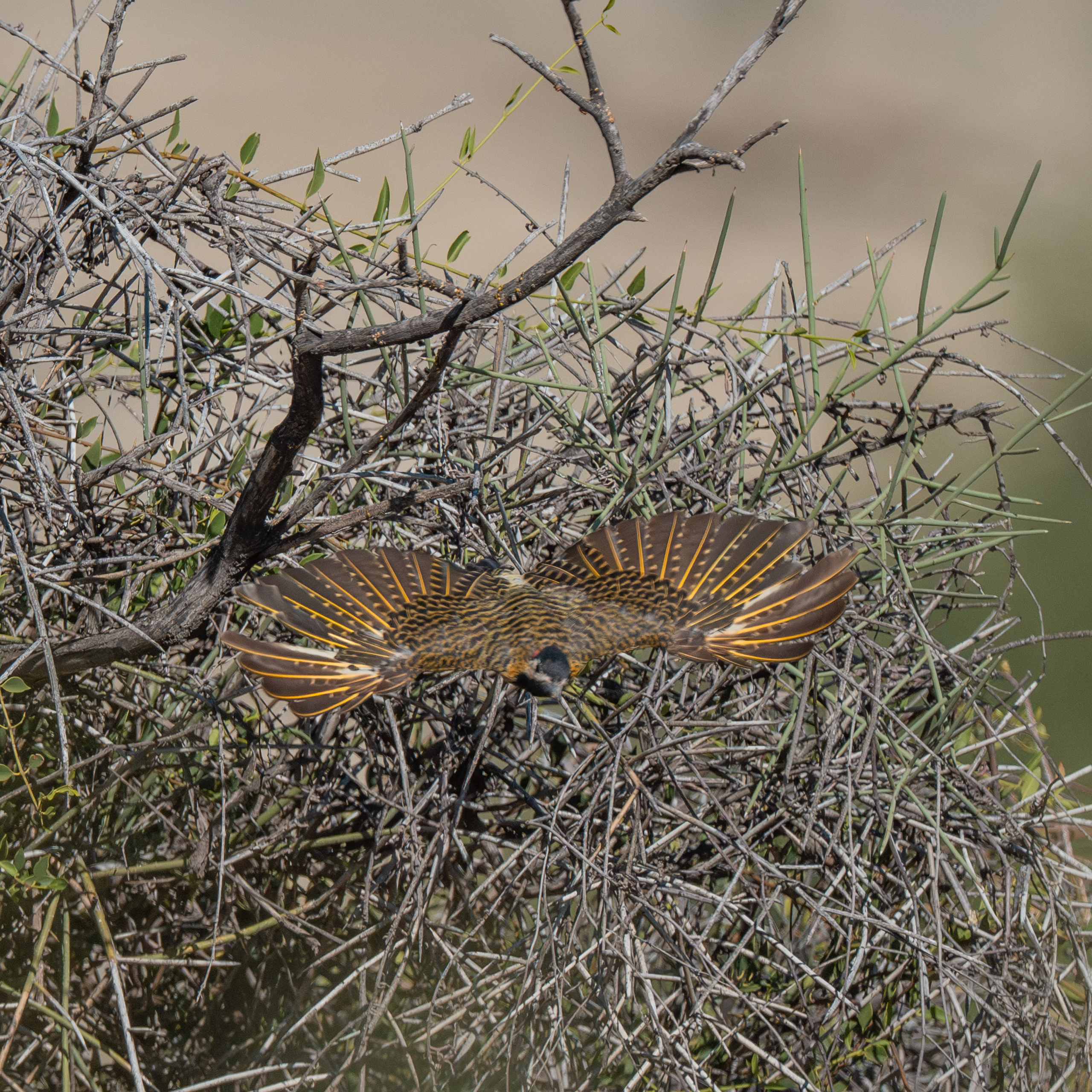 Carpinteros. Nature photographer Yuri Soria-Galvarro