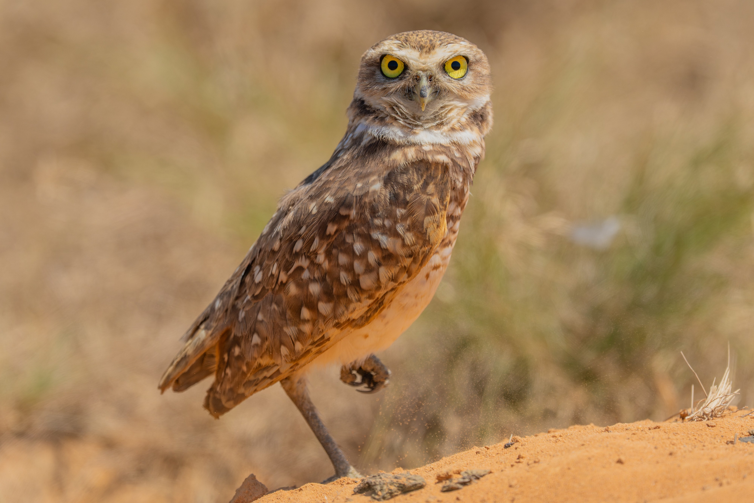 Buhos. Nature photographer Yuri Soria-Galvarro